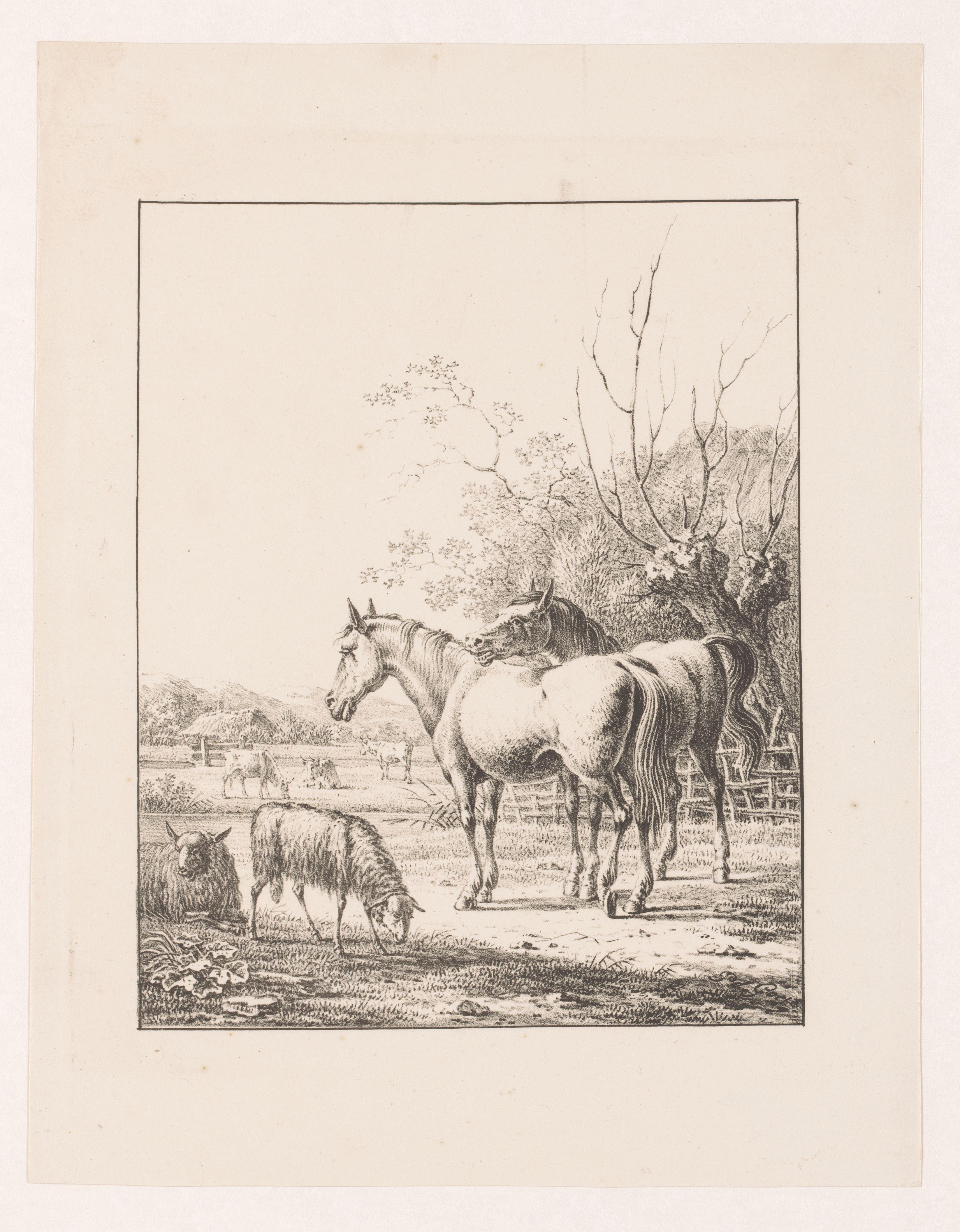 Twee paarden, twee schapen en koeien