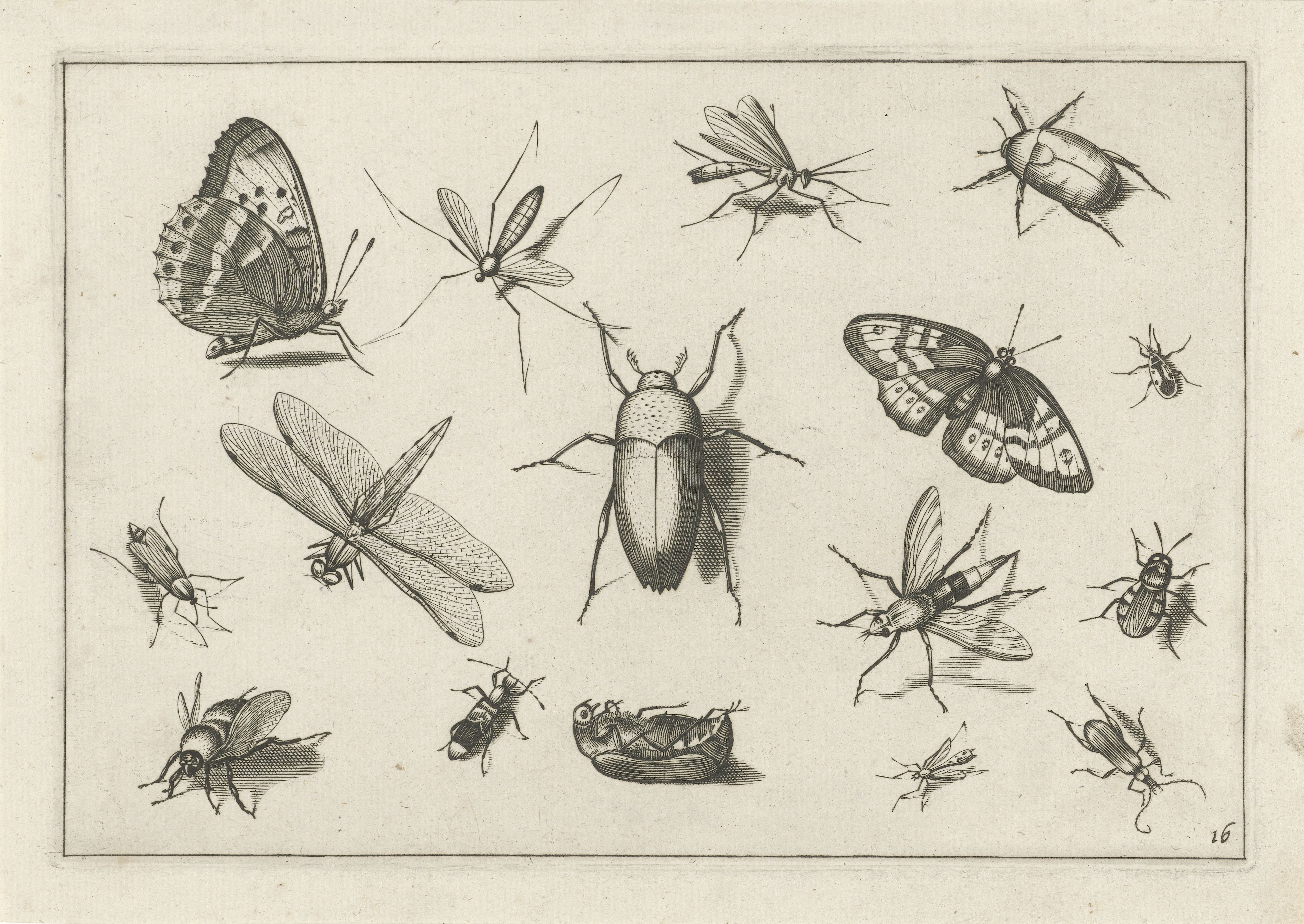 Insecten