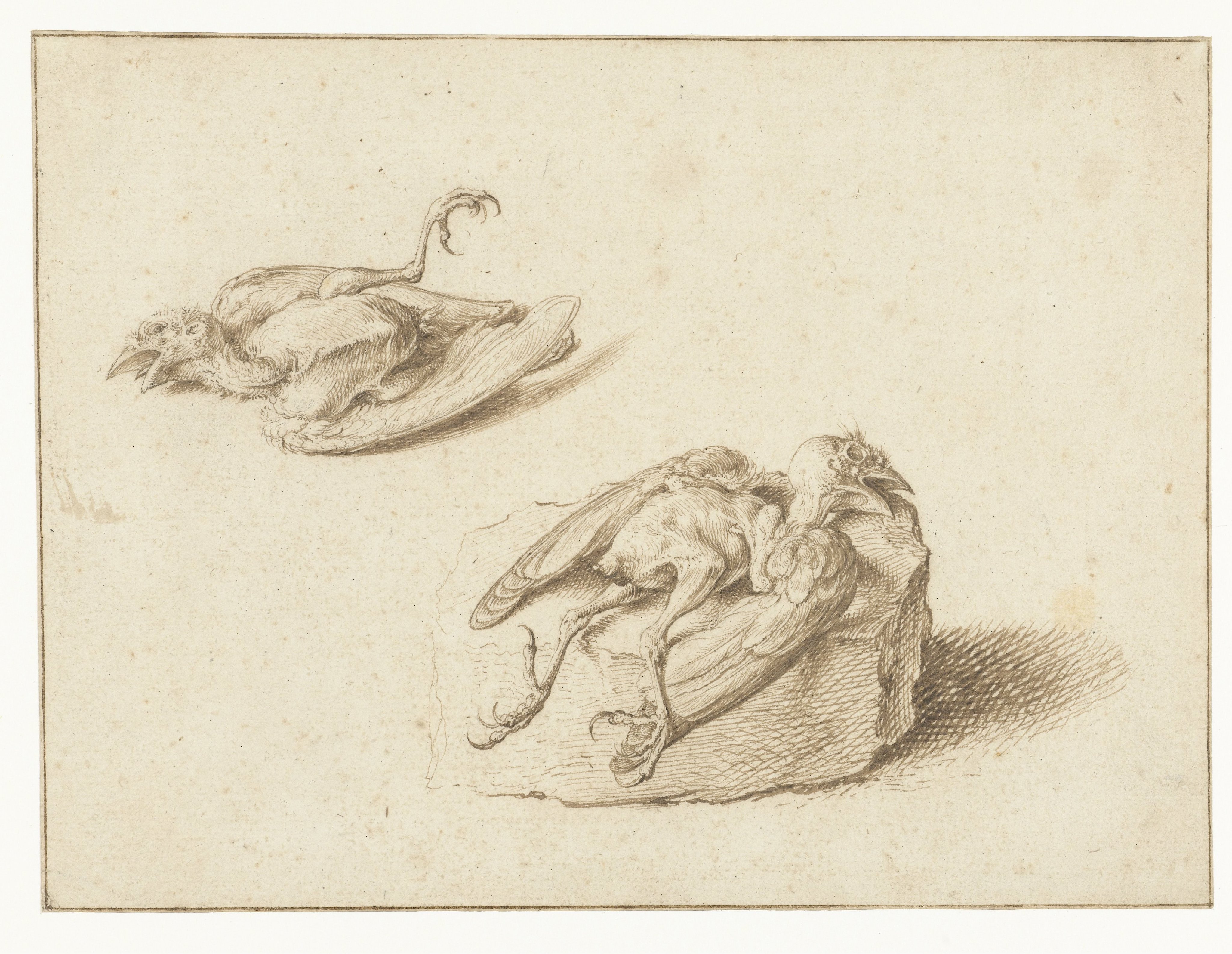 Twee studies van een dood vogeltje