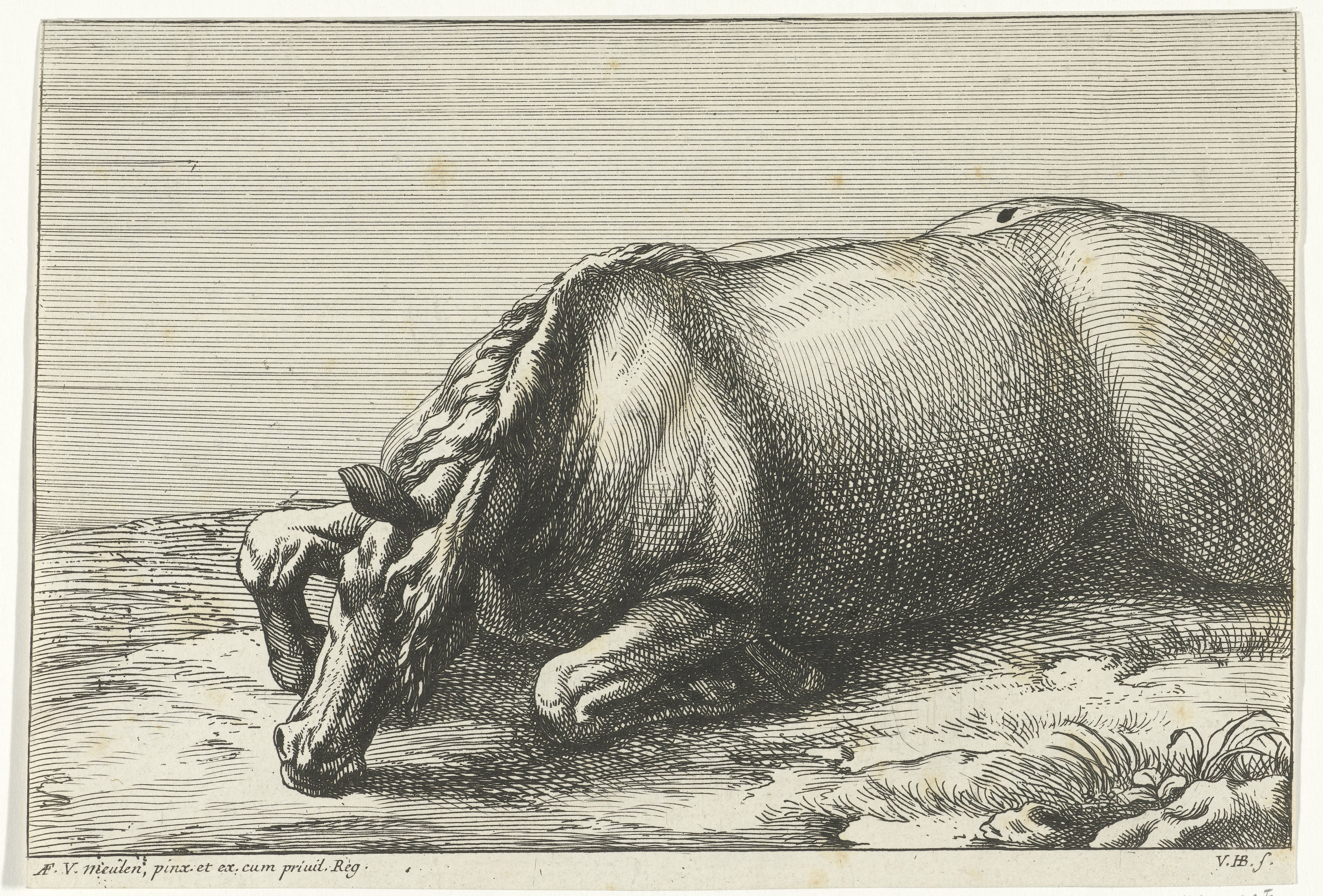 Gesneuveld paard op de linkerzij gezien