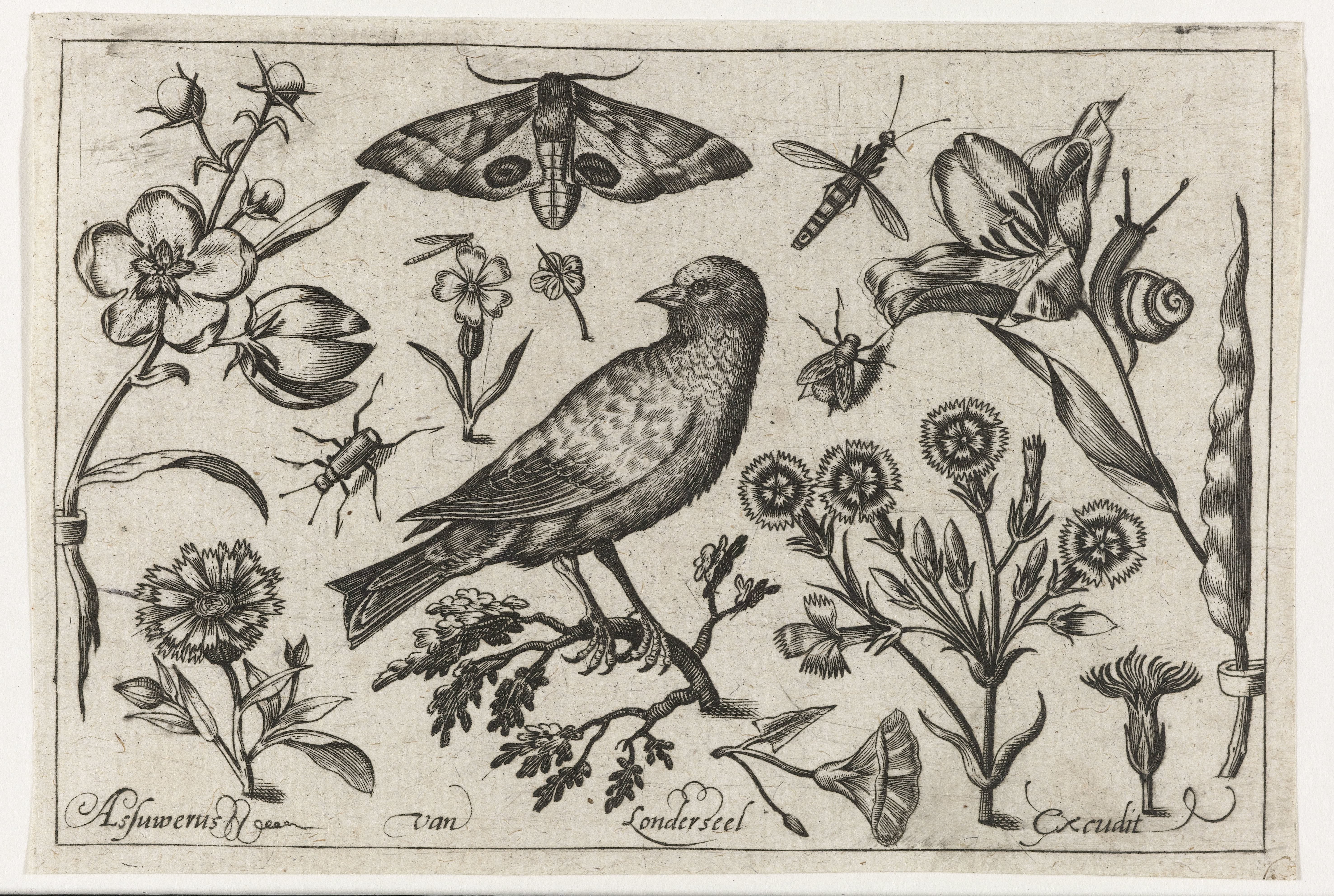 Bloemen, insecten, nachtpauwoog en een kraai