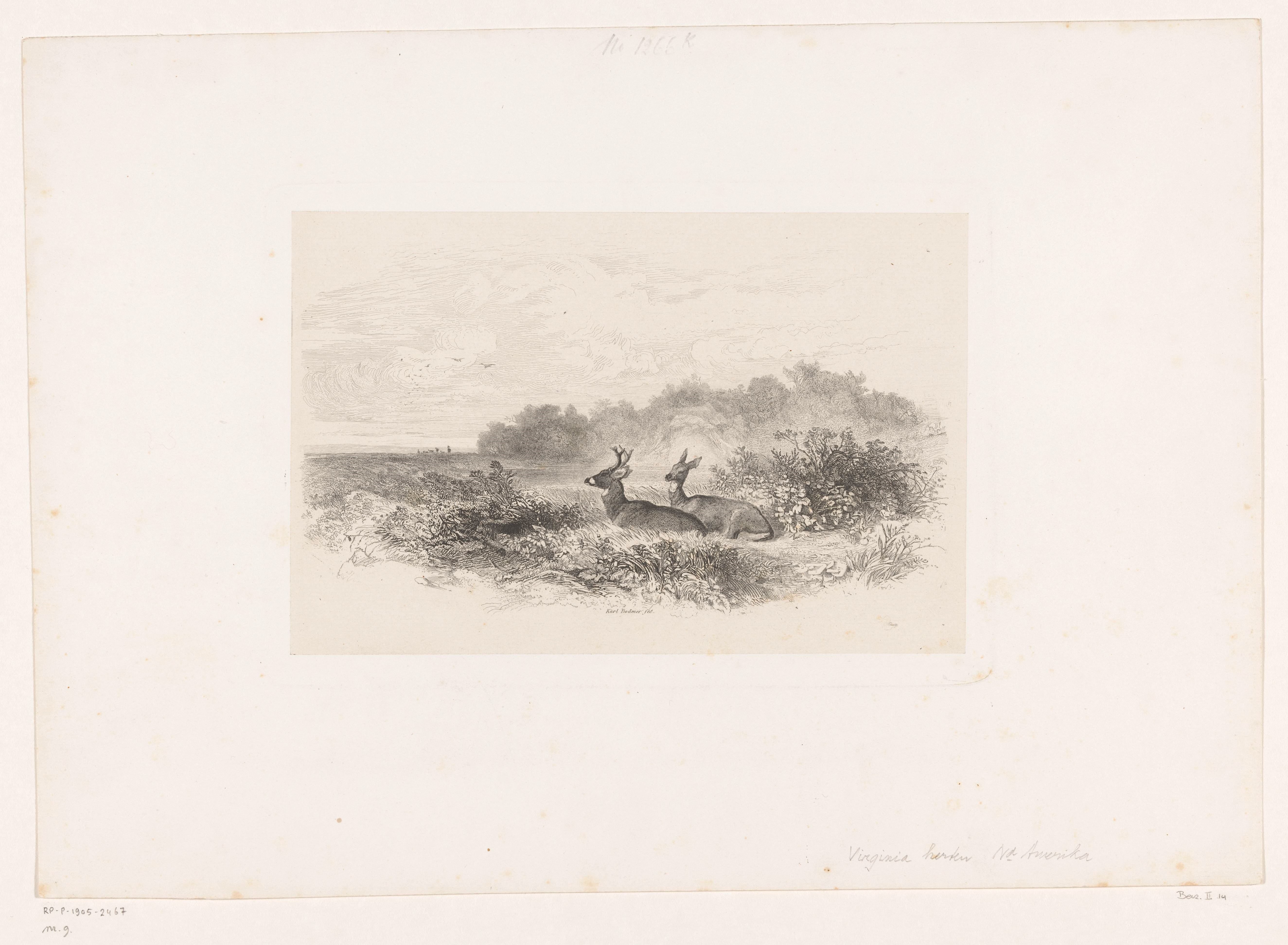 Landschap met twee witstaartherten