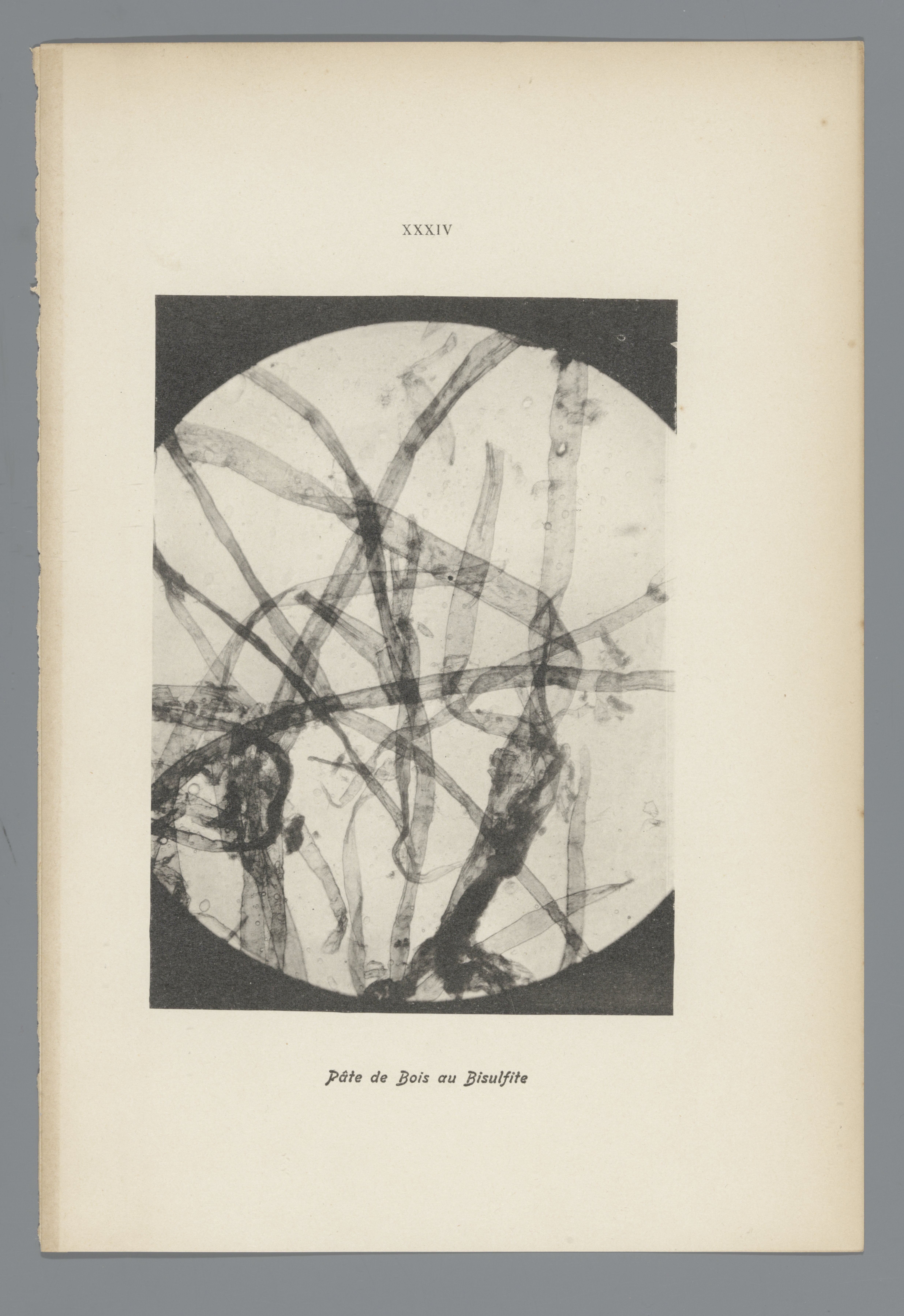Microfoto’s van papiervezels