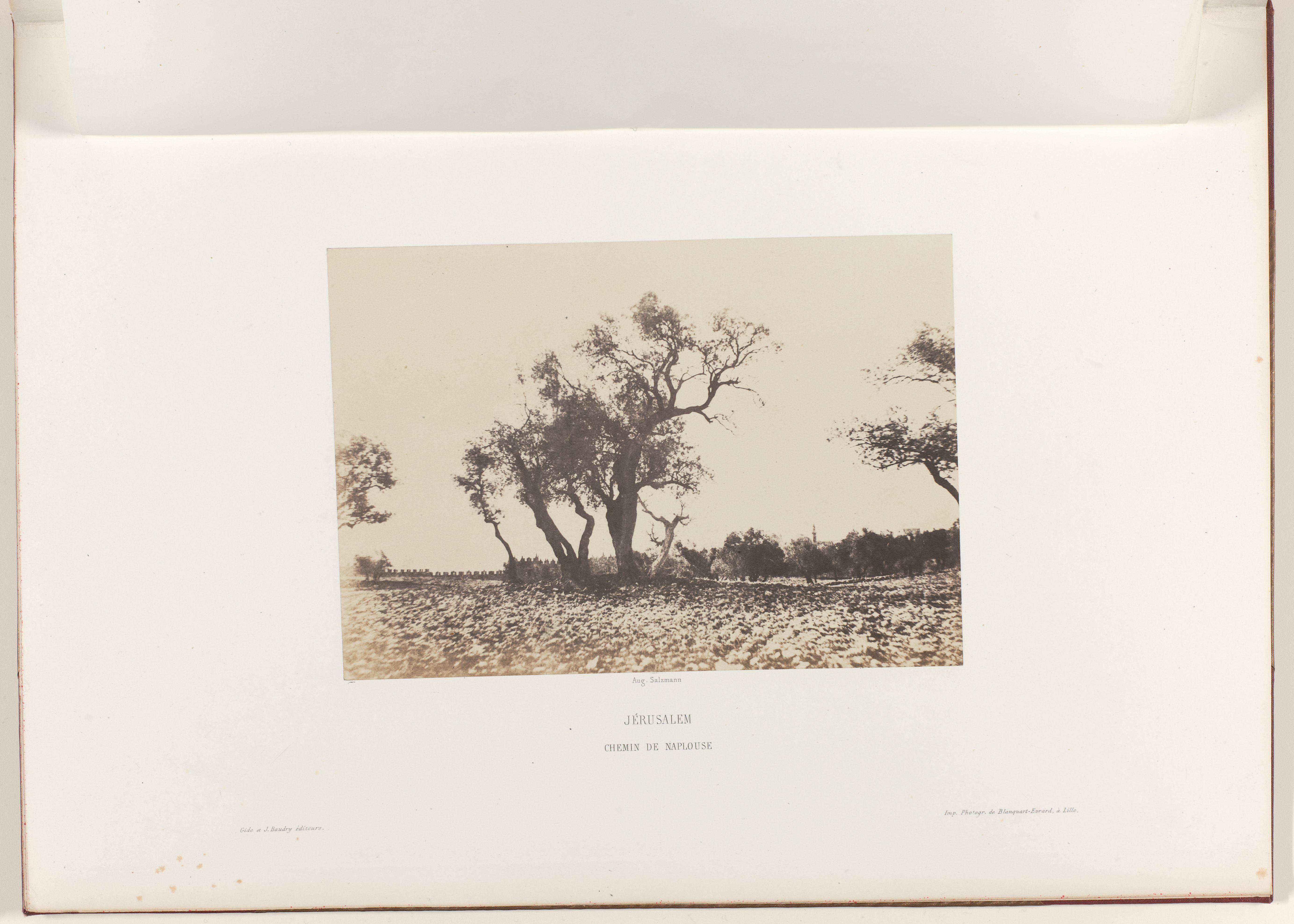 Bomen aan de weg naar Nablus