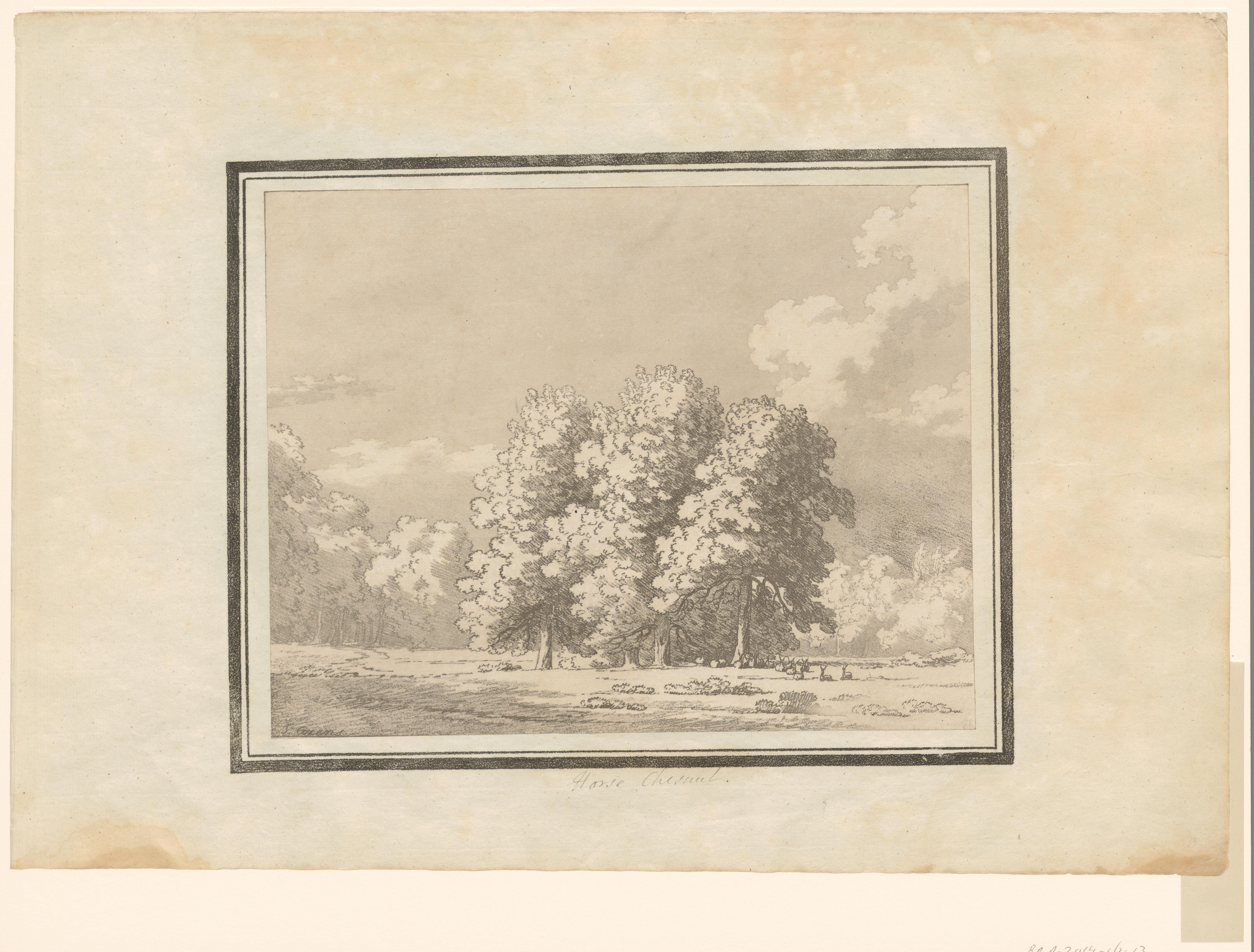 Horse Chestnut