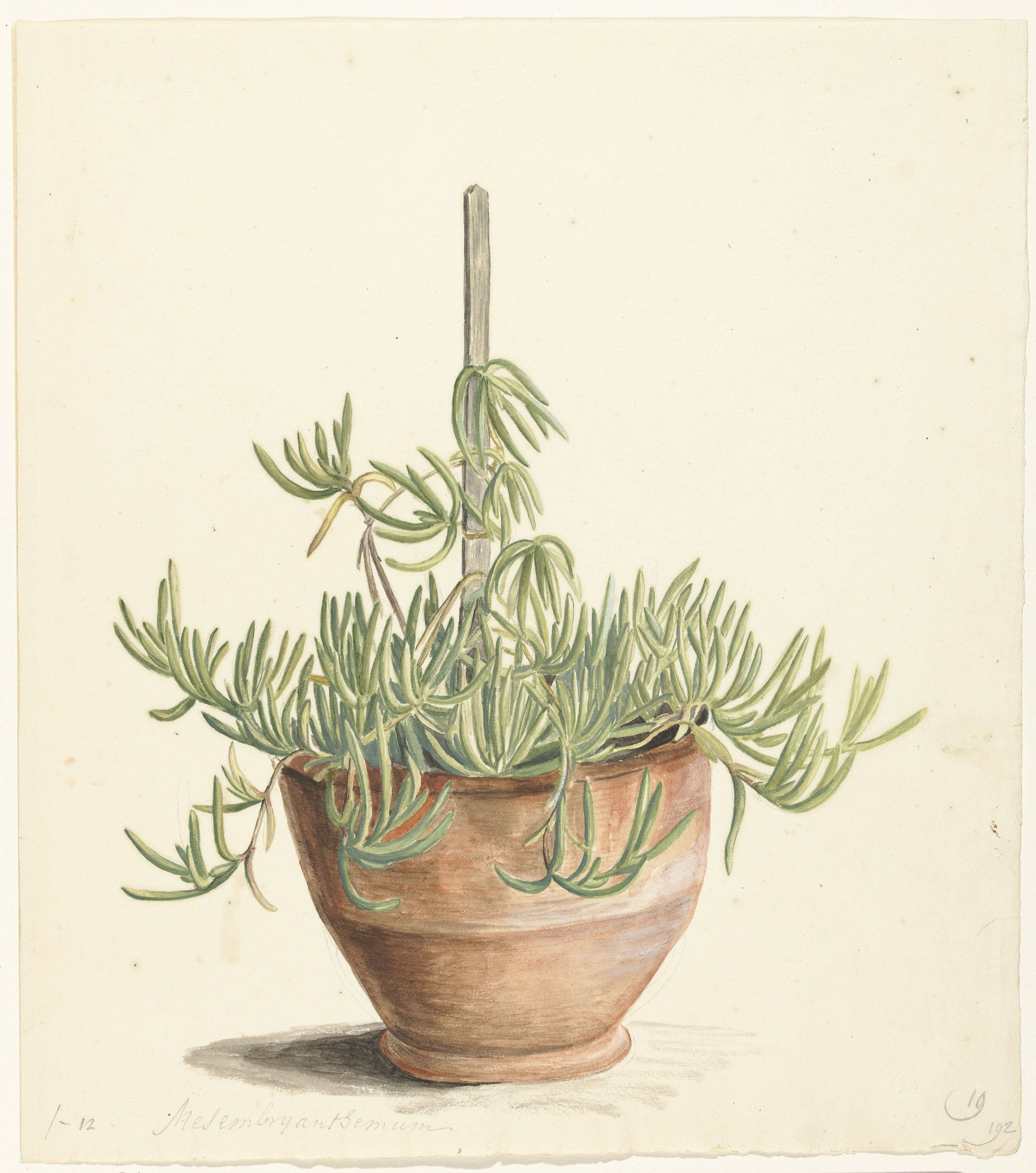 Mesembryanthemum uit de familie der Aizoaceae