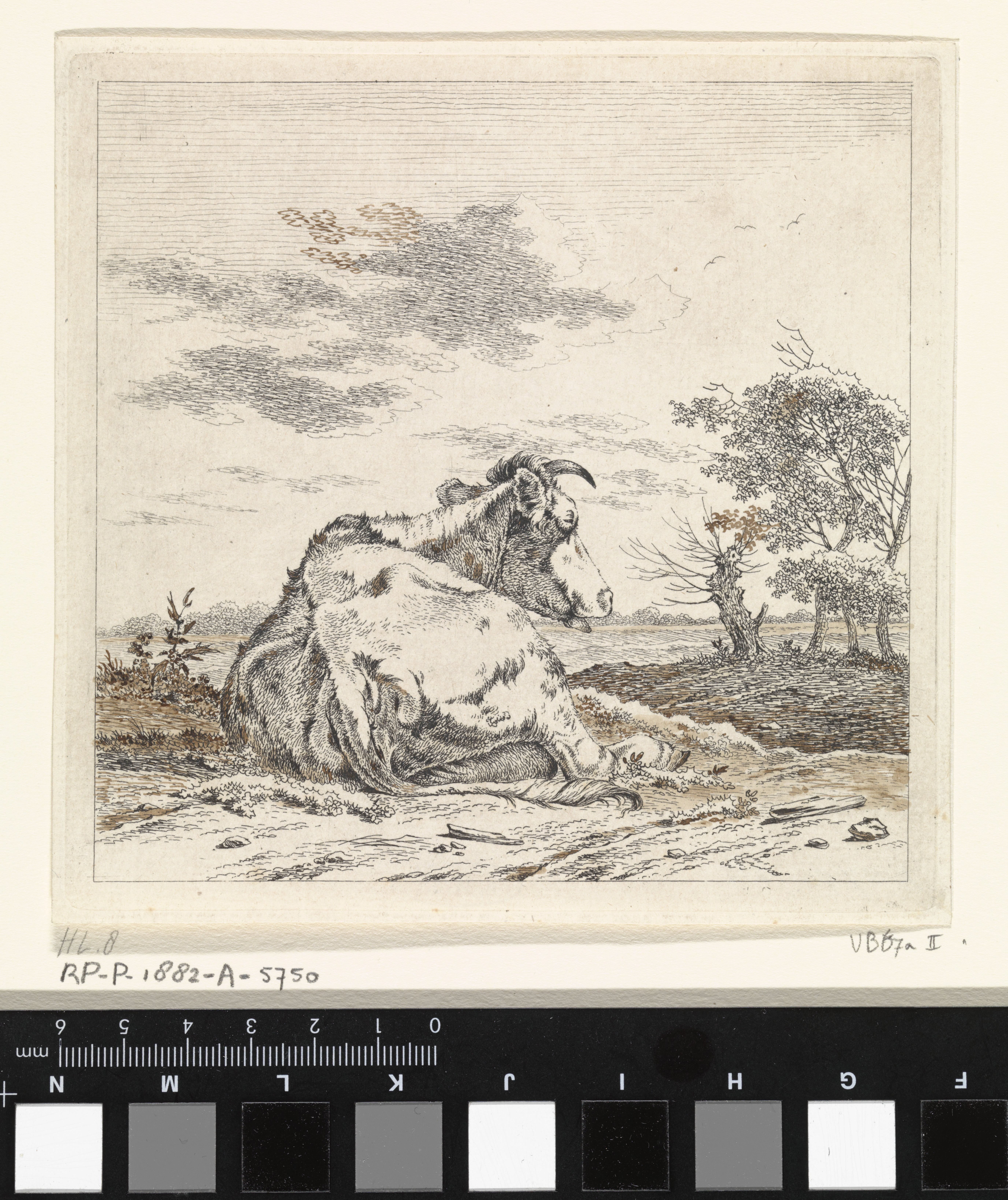 Landschap met liggende koe