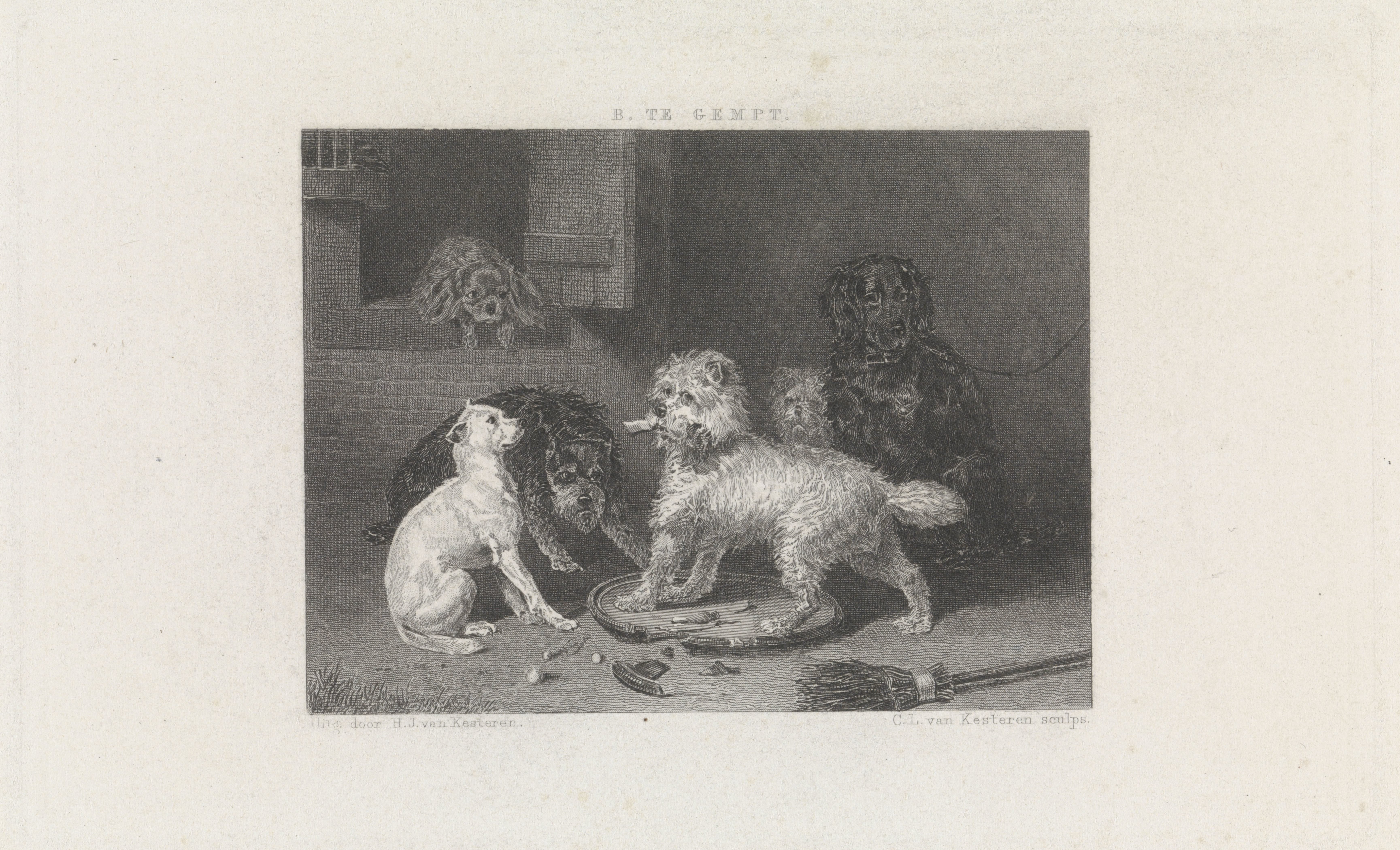 Diverse honden bij een muur