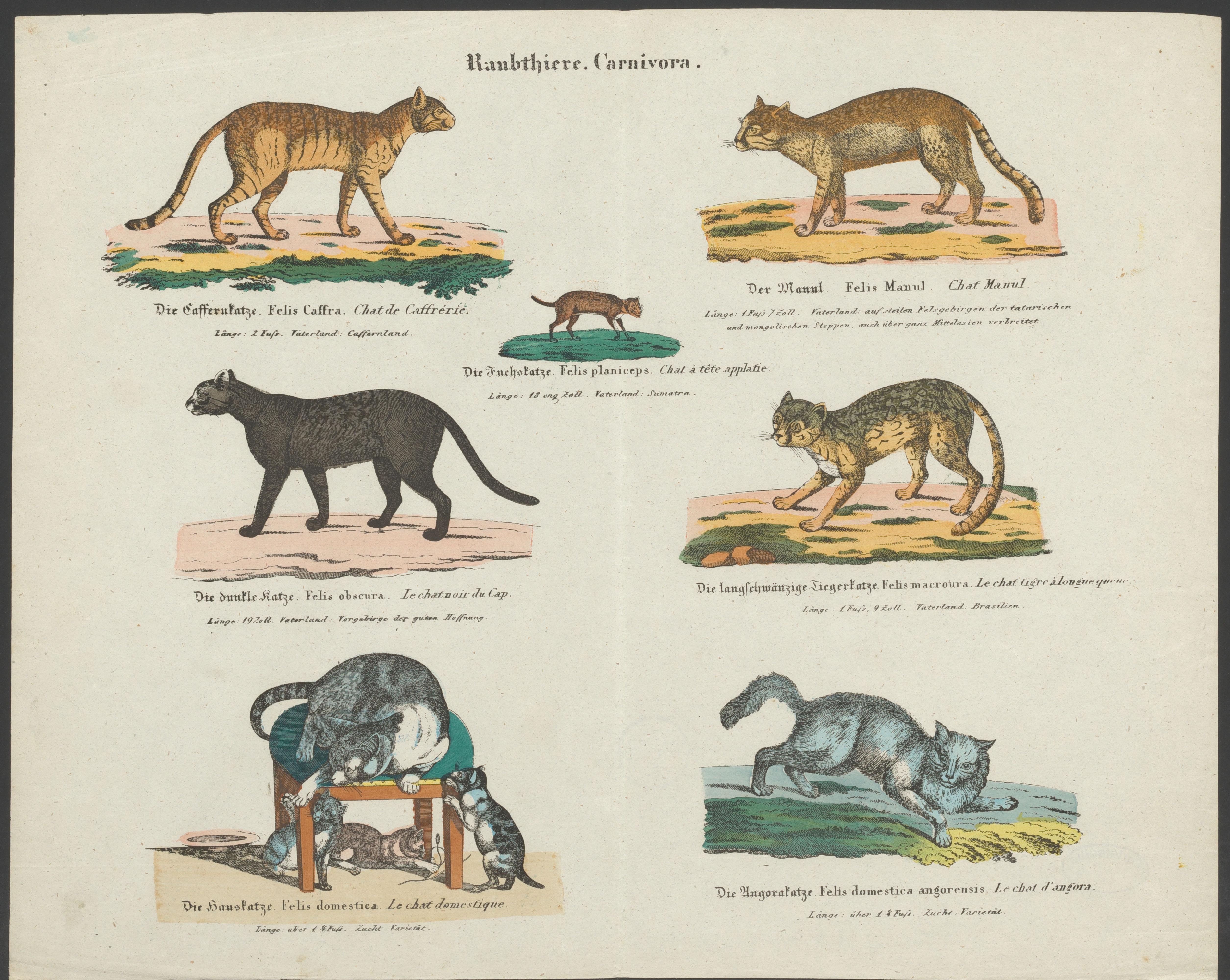 Soorten kattenachtige
