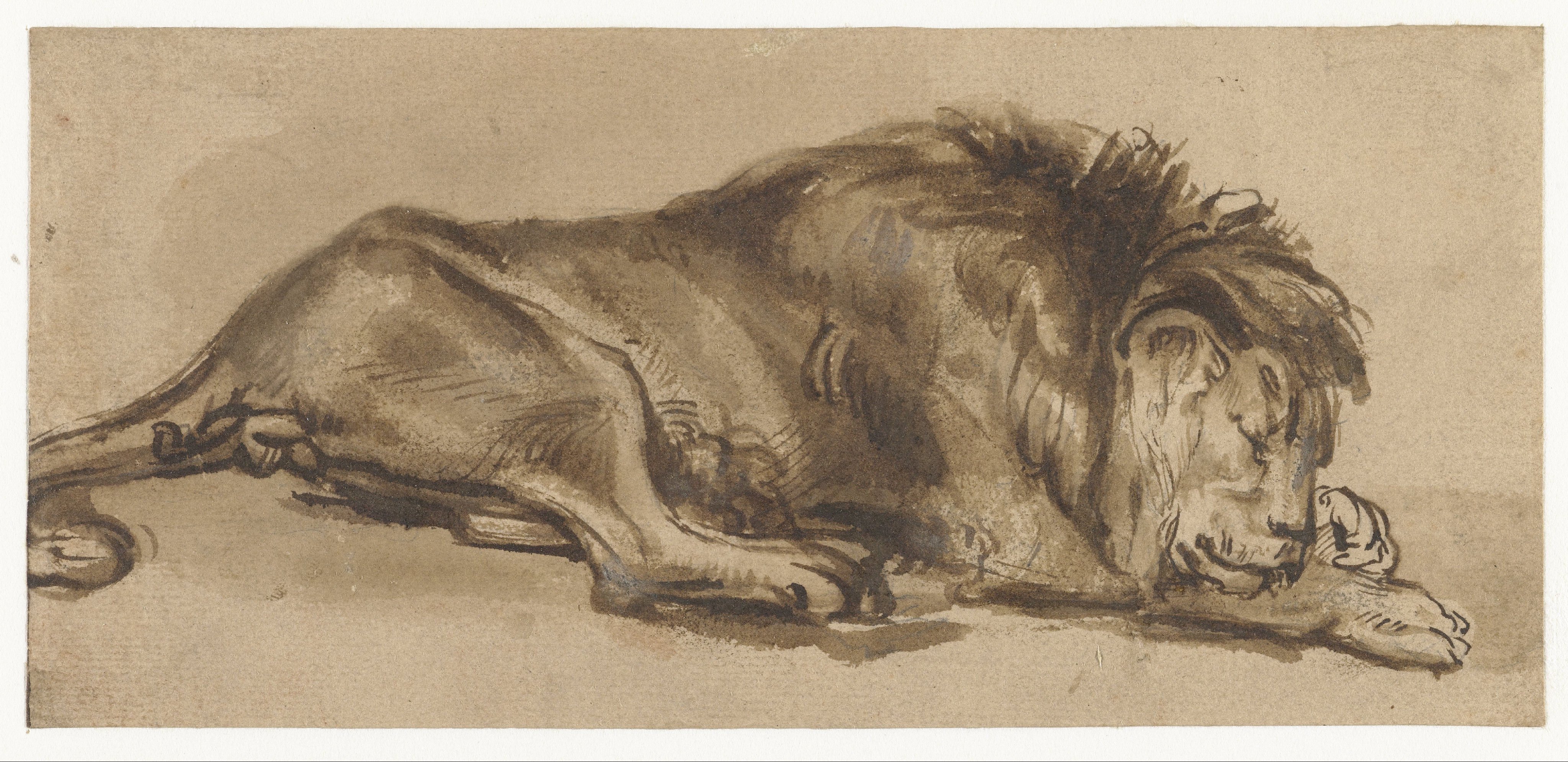 Study of a Lion Asleep