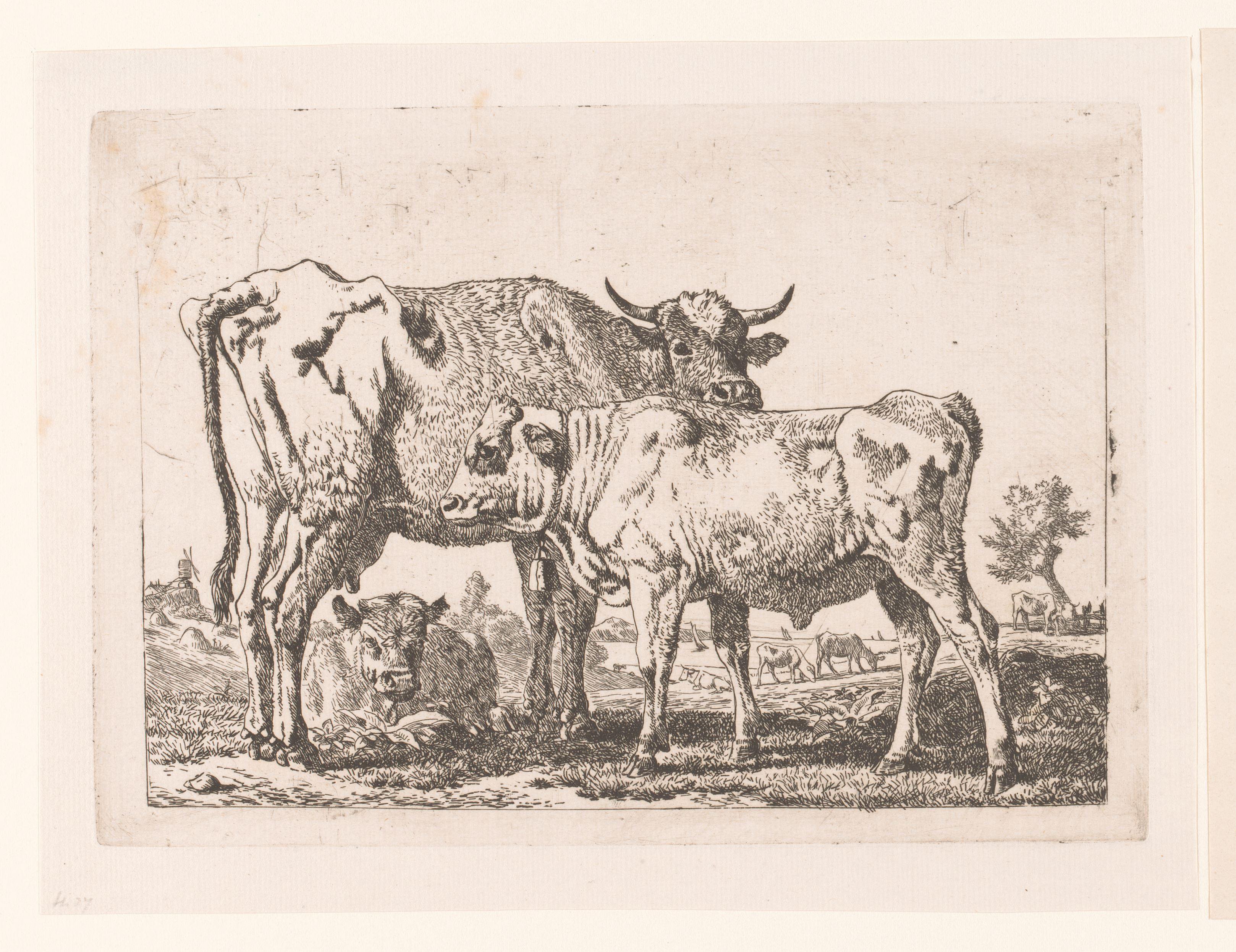 Koeien en een kalf met bel om de hals