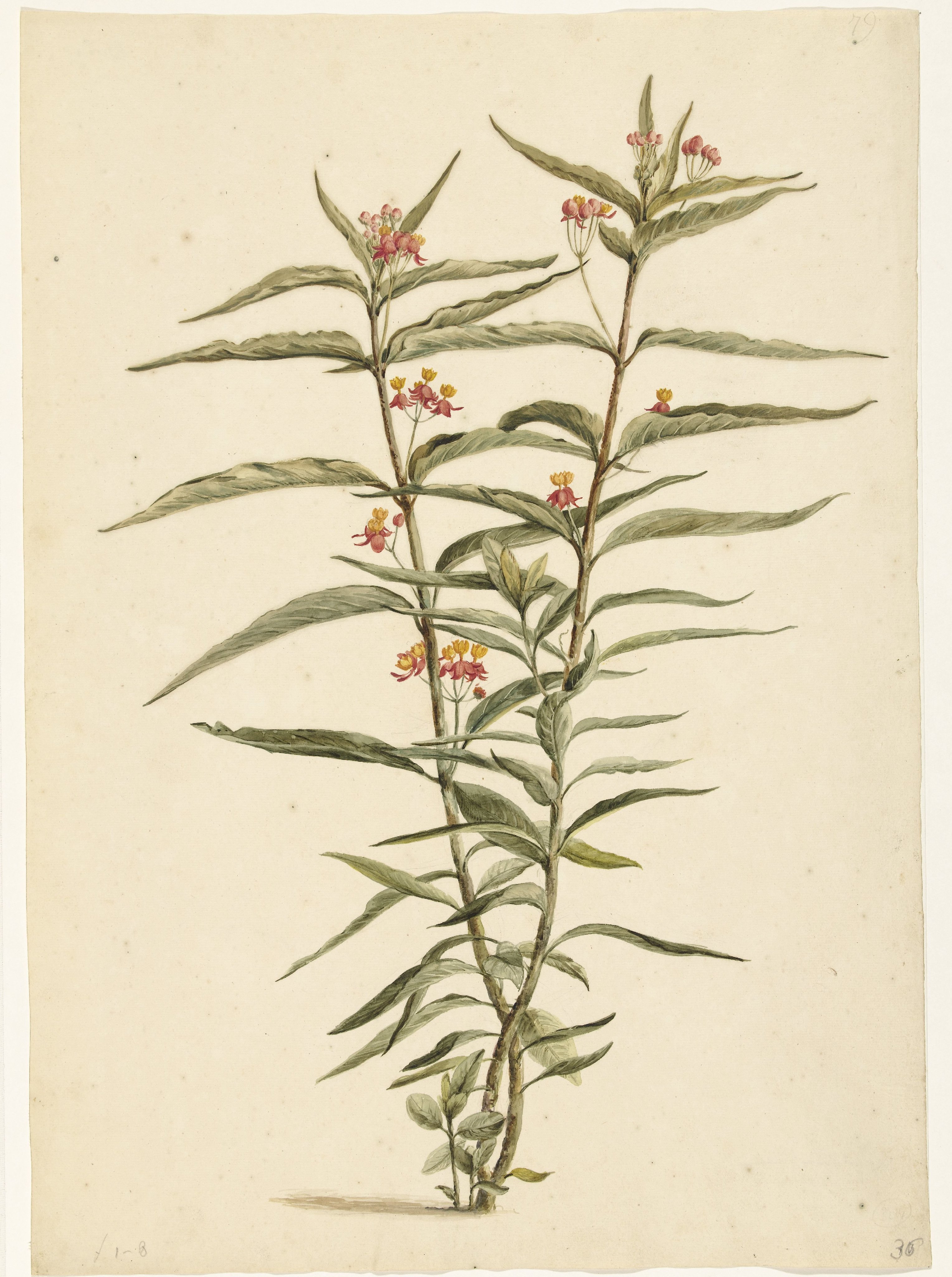 Bloeiende frederiksbloem (Asclepias curassavica)