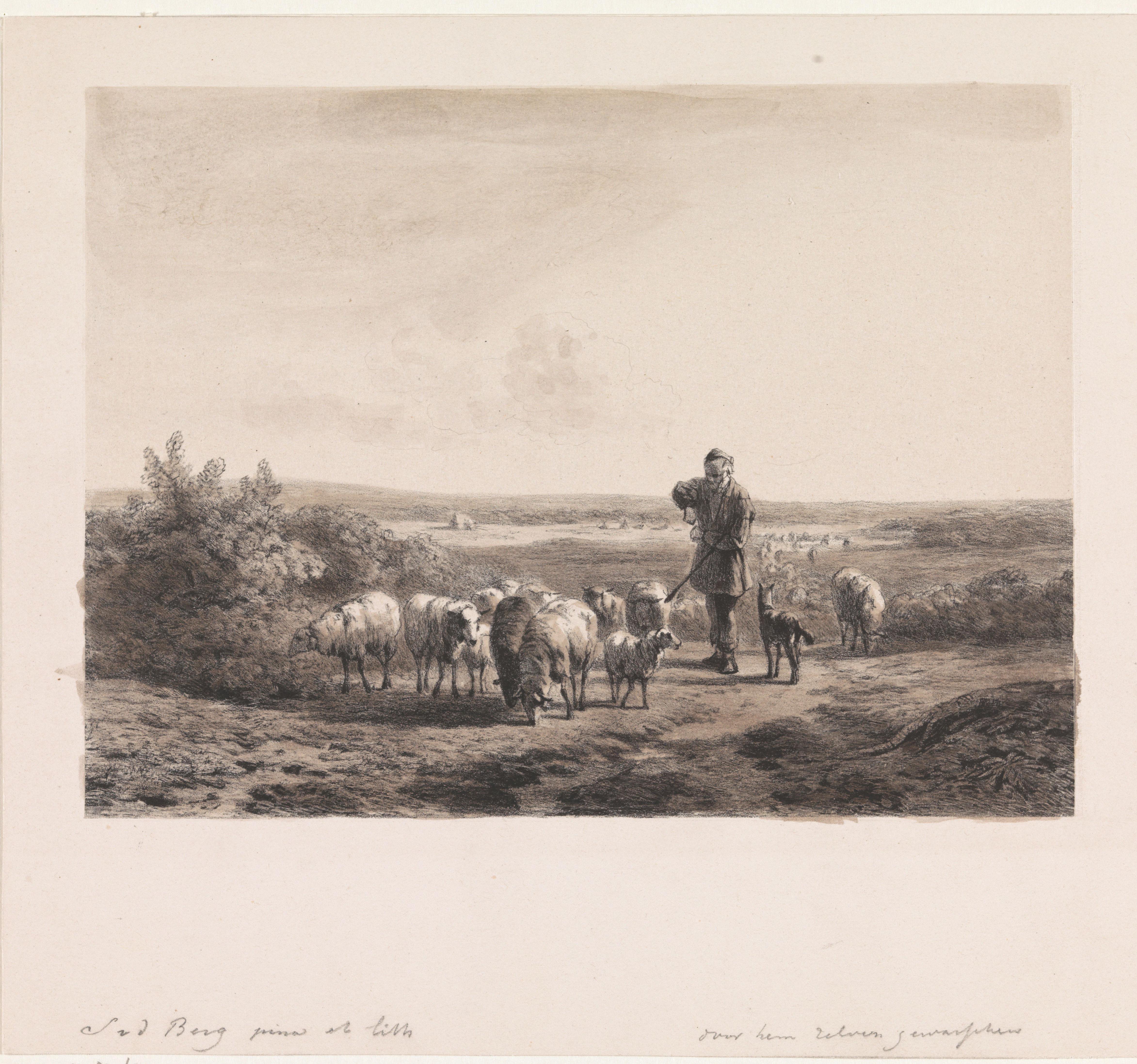 Herder met zijn schapen op de hei
