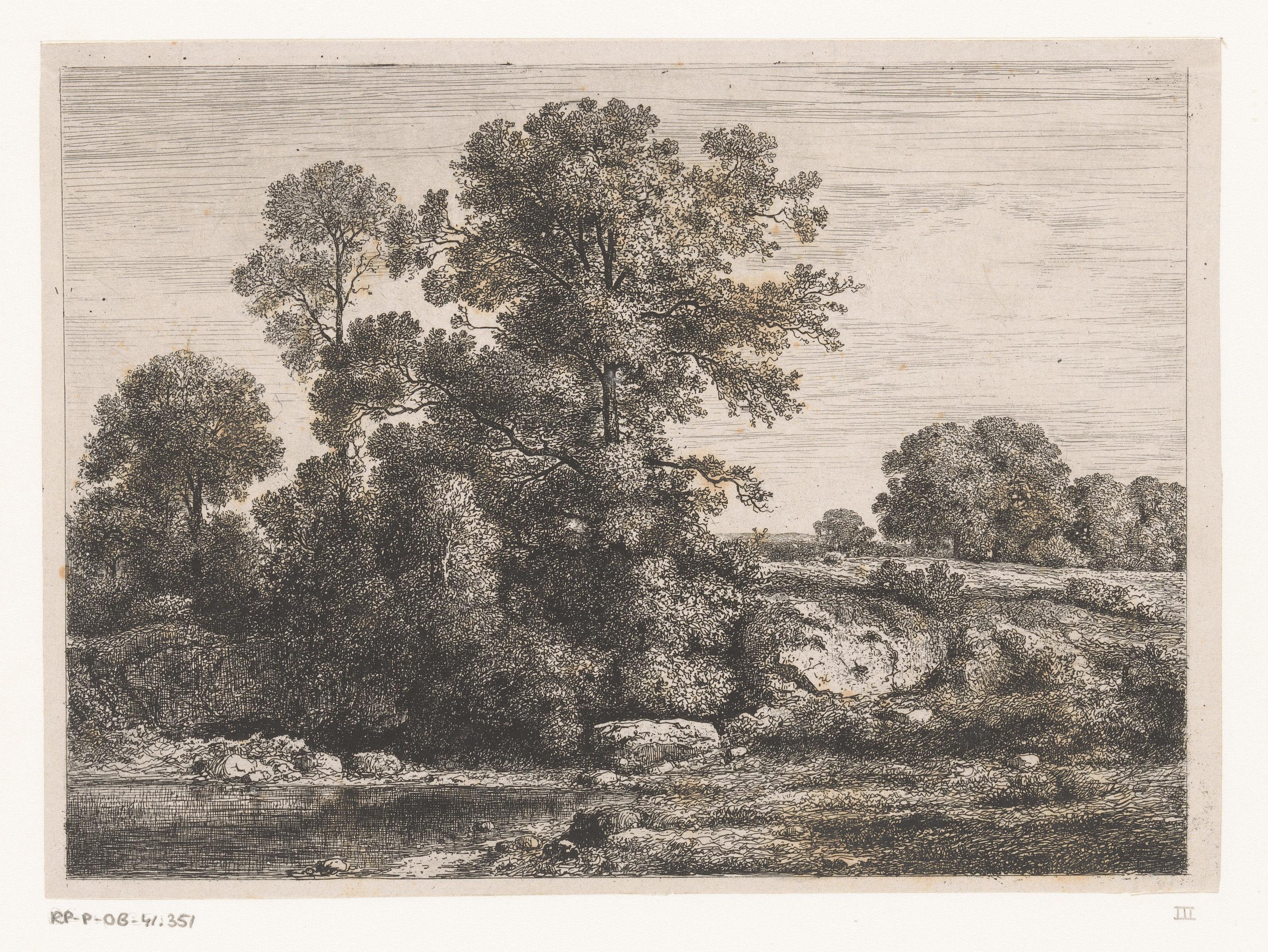 Bomen bij de oever van een poel