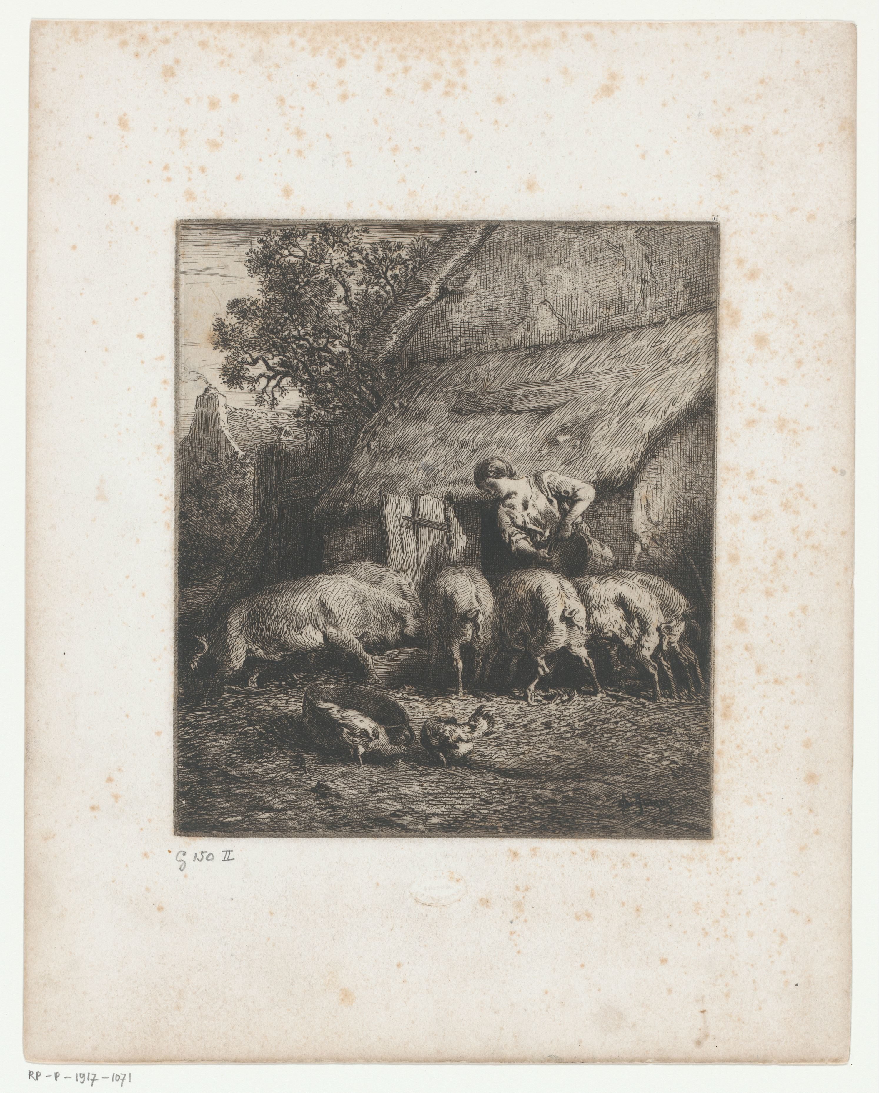 Boerin voedert varkens
