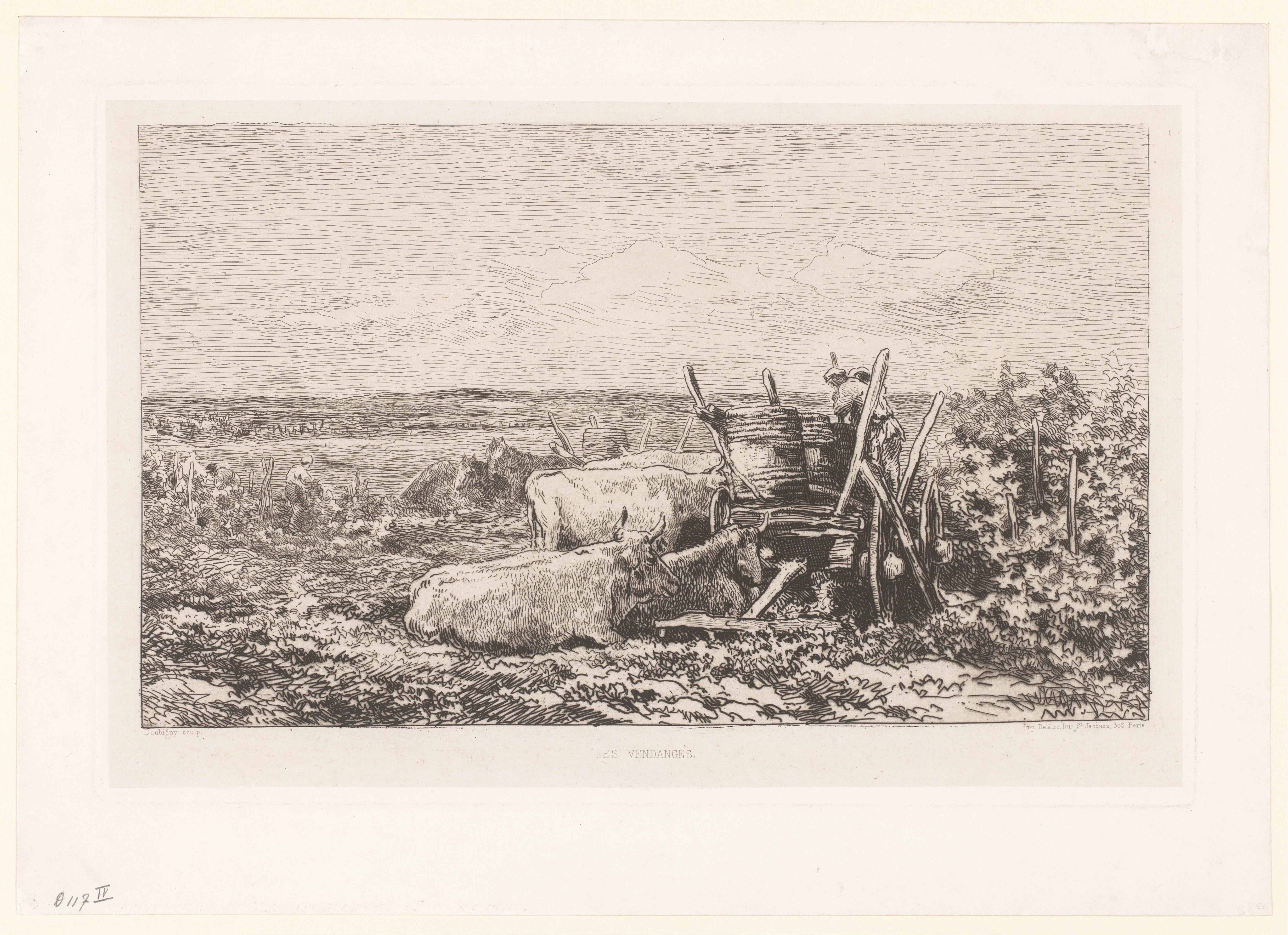 Landschap met rustend vee tussen wijnranken