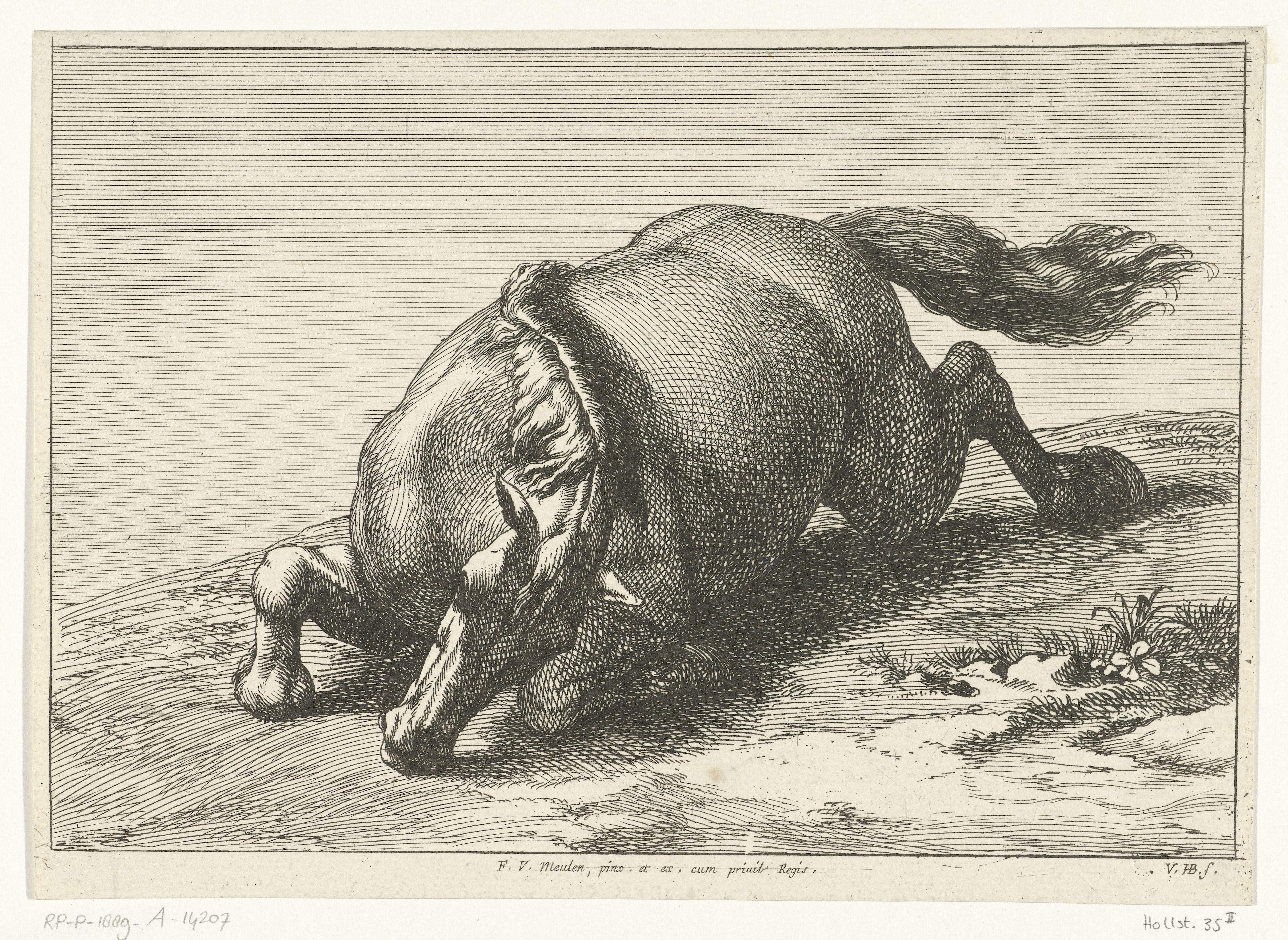 Gesneuveld paard schuin van voren