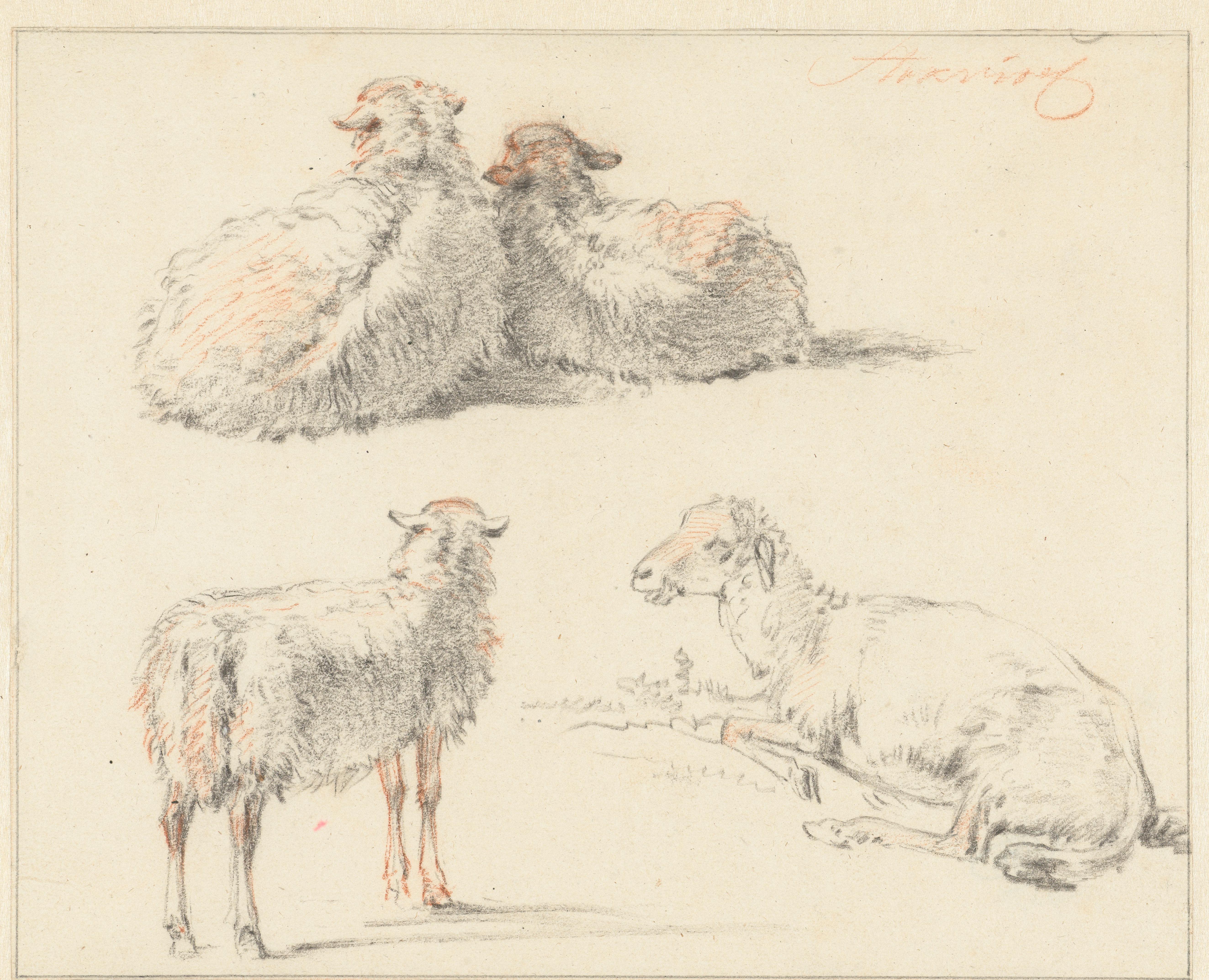 Studieblad met vier schapen