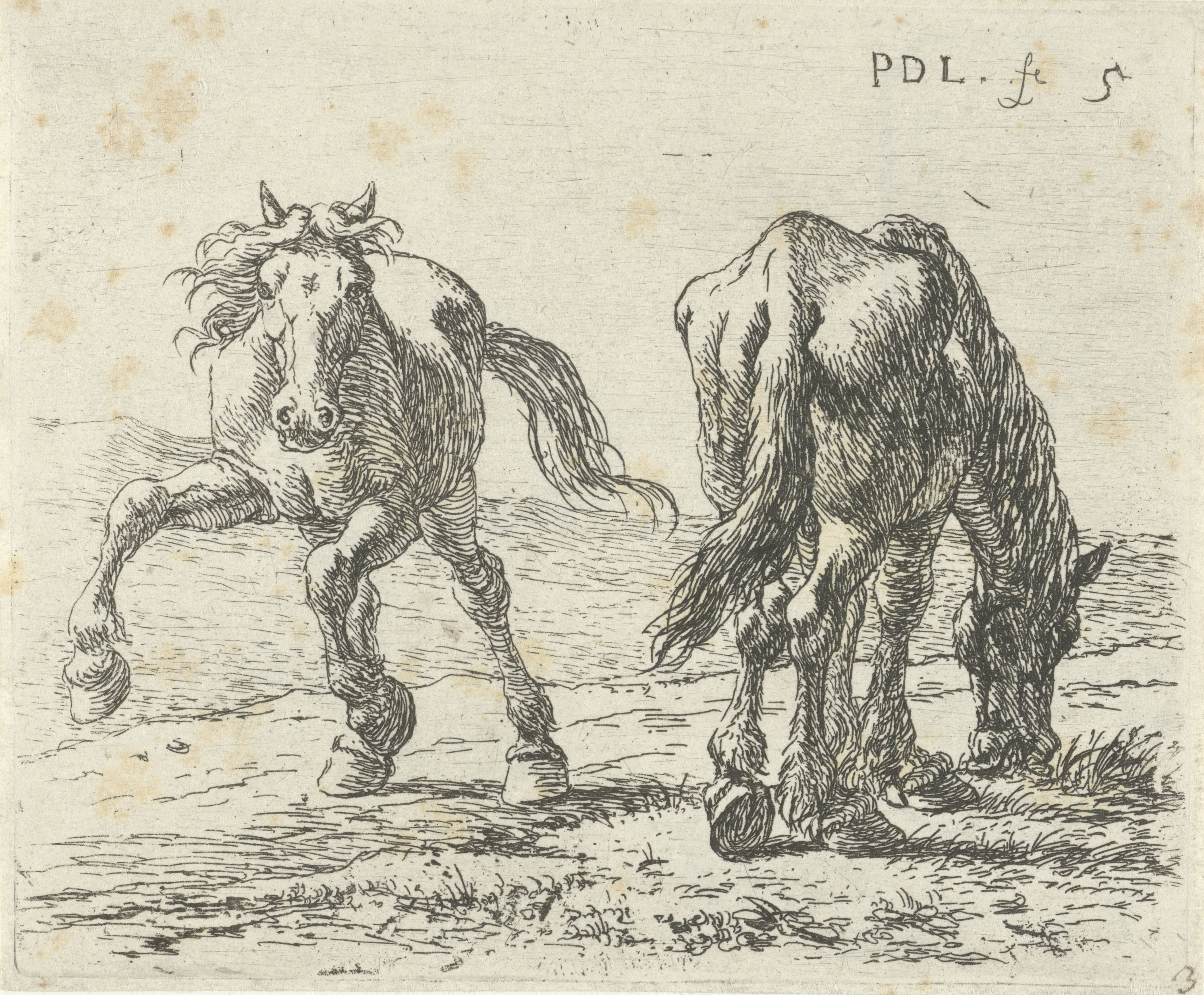 Twee paarden in een weide