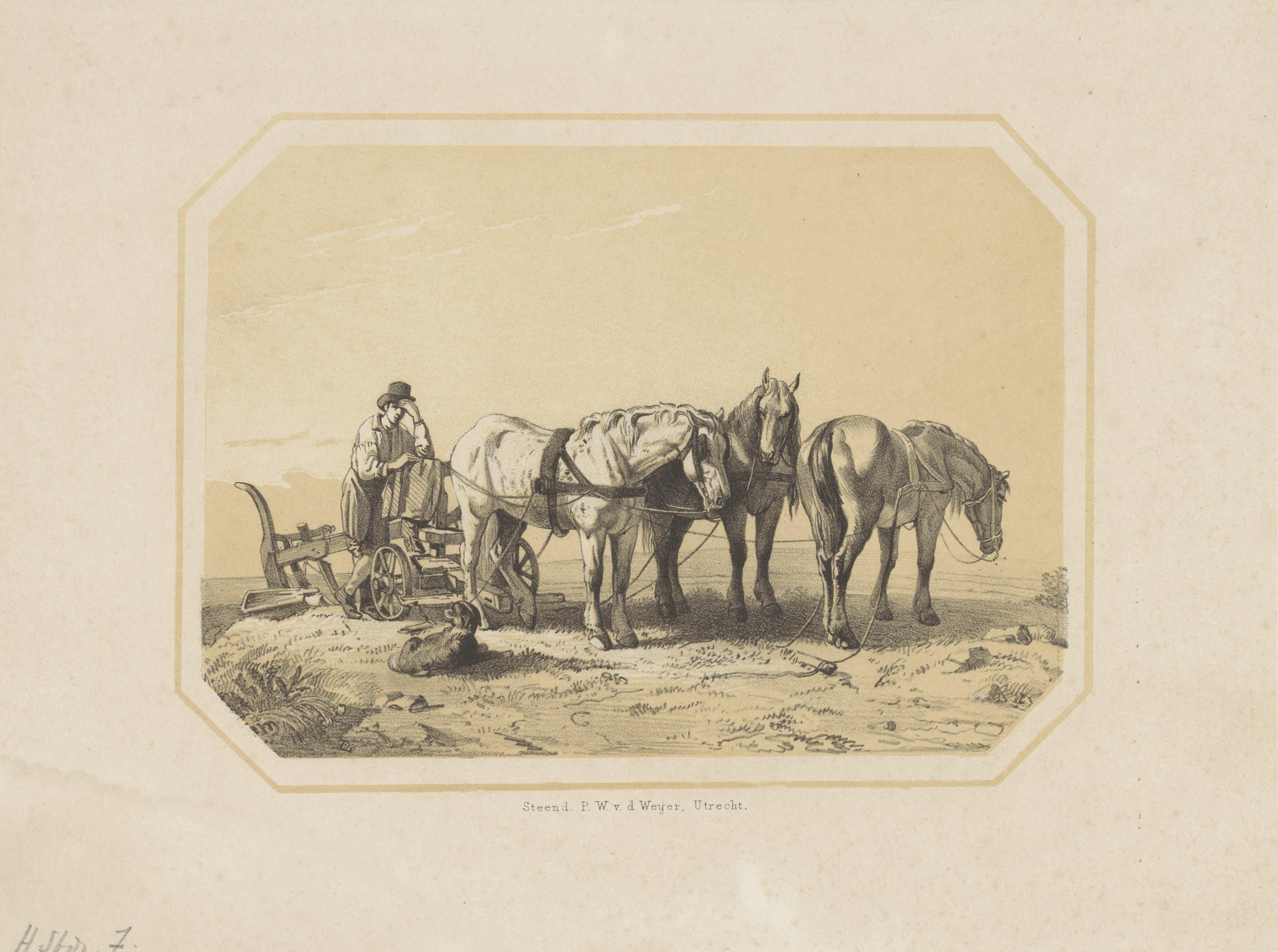 Paarden voor een ploeg