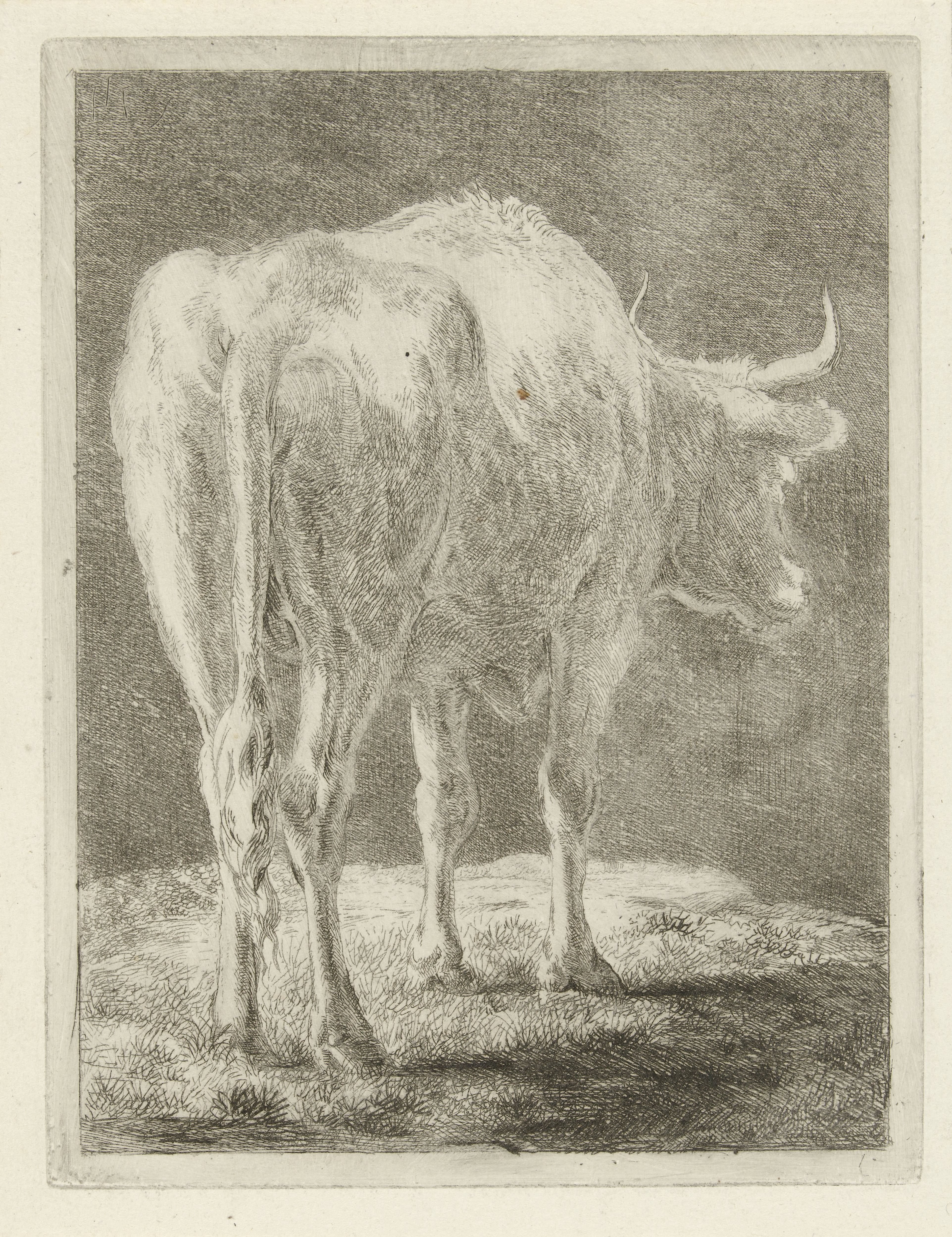 Koe in een landschap