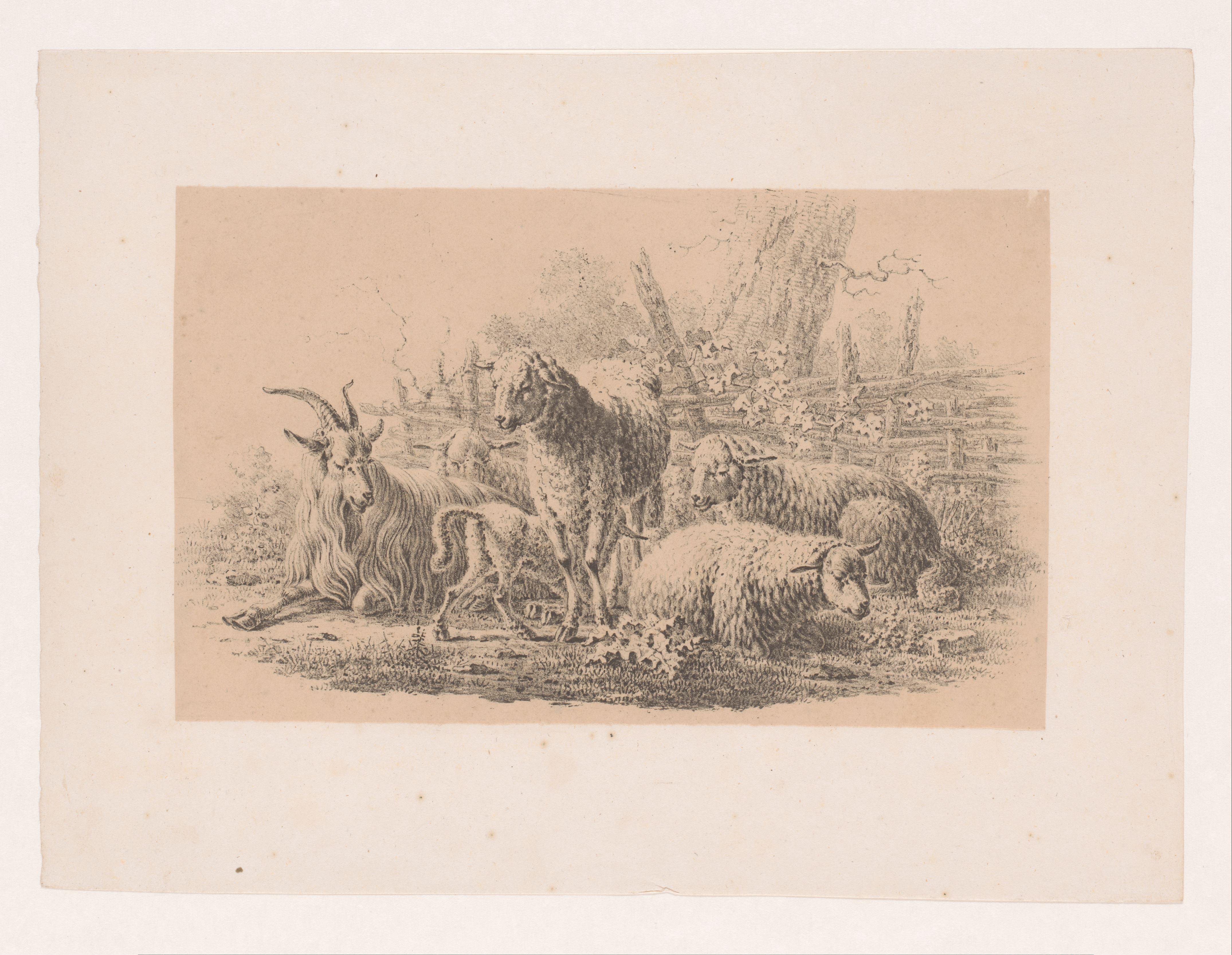 Geitenbok, vijf schapen en een lam