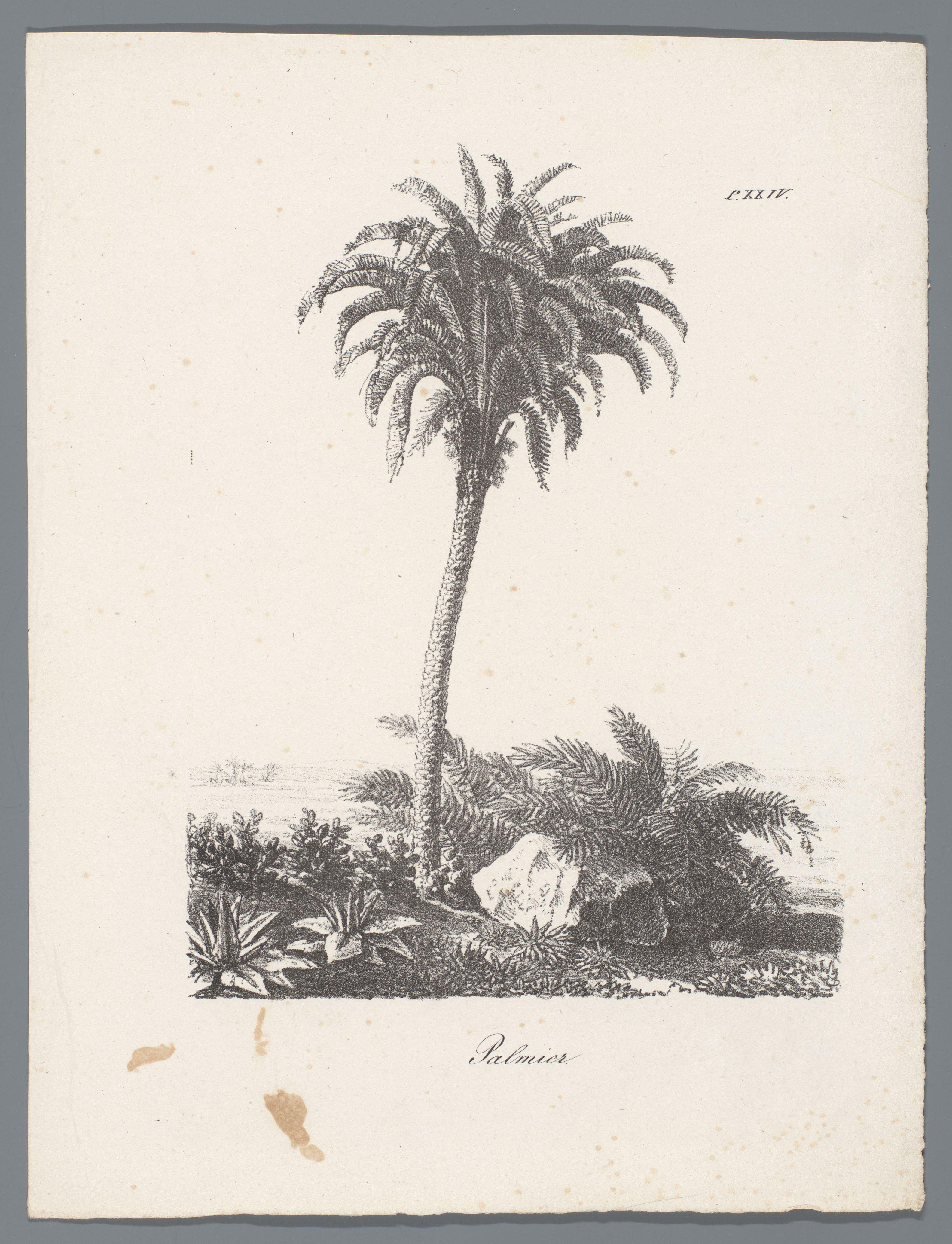 Palmboom