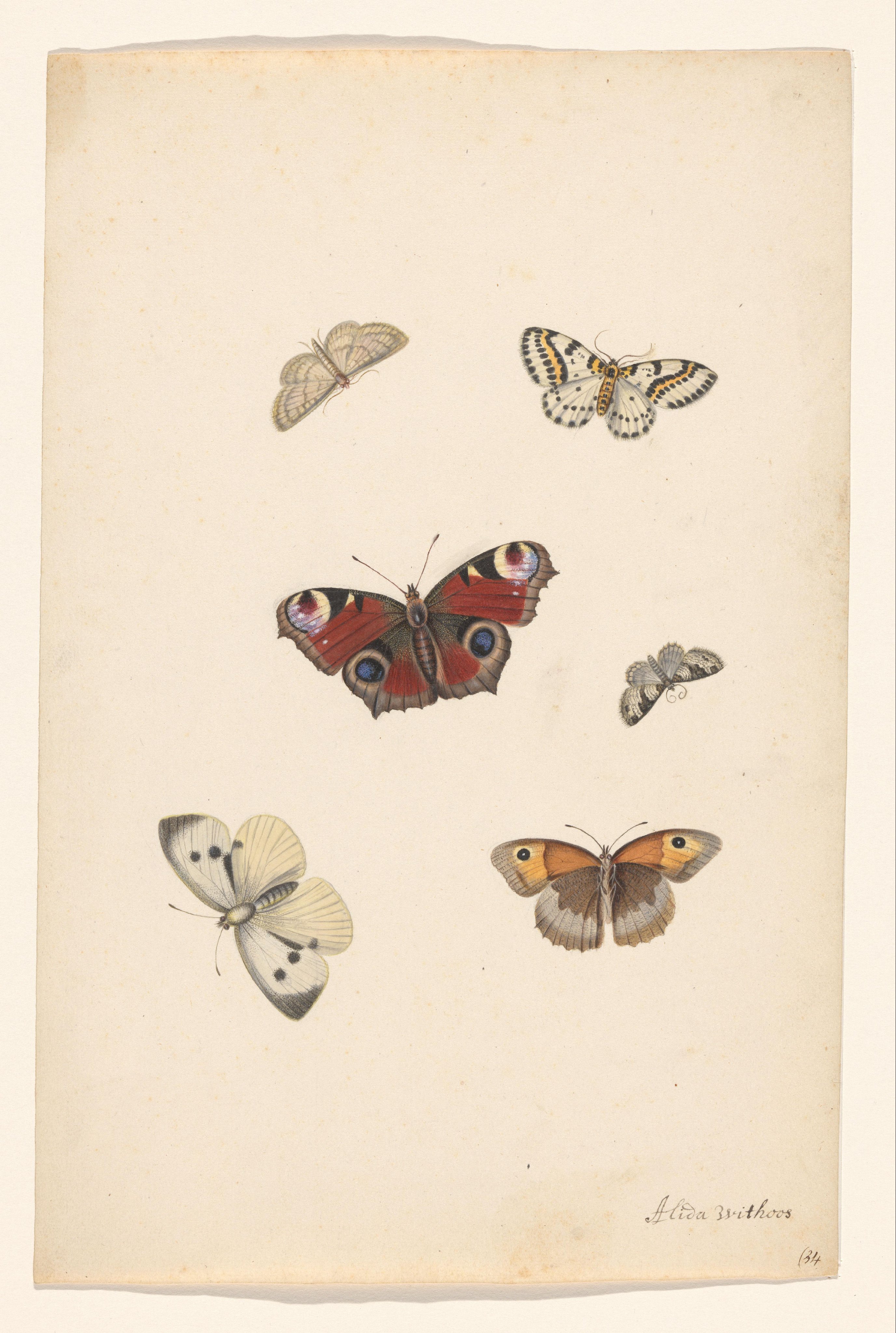 Butterflies