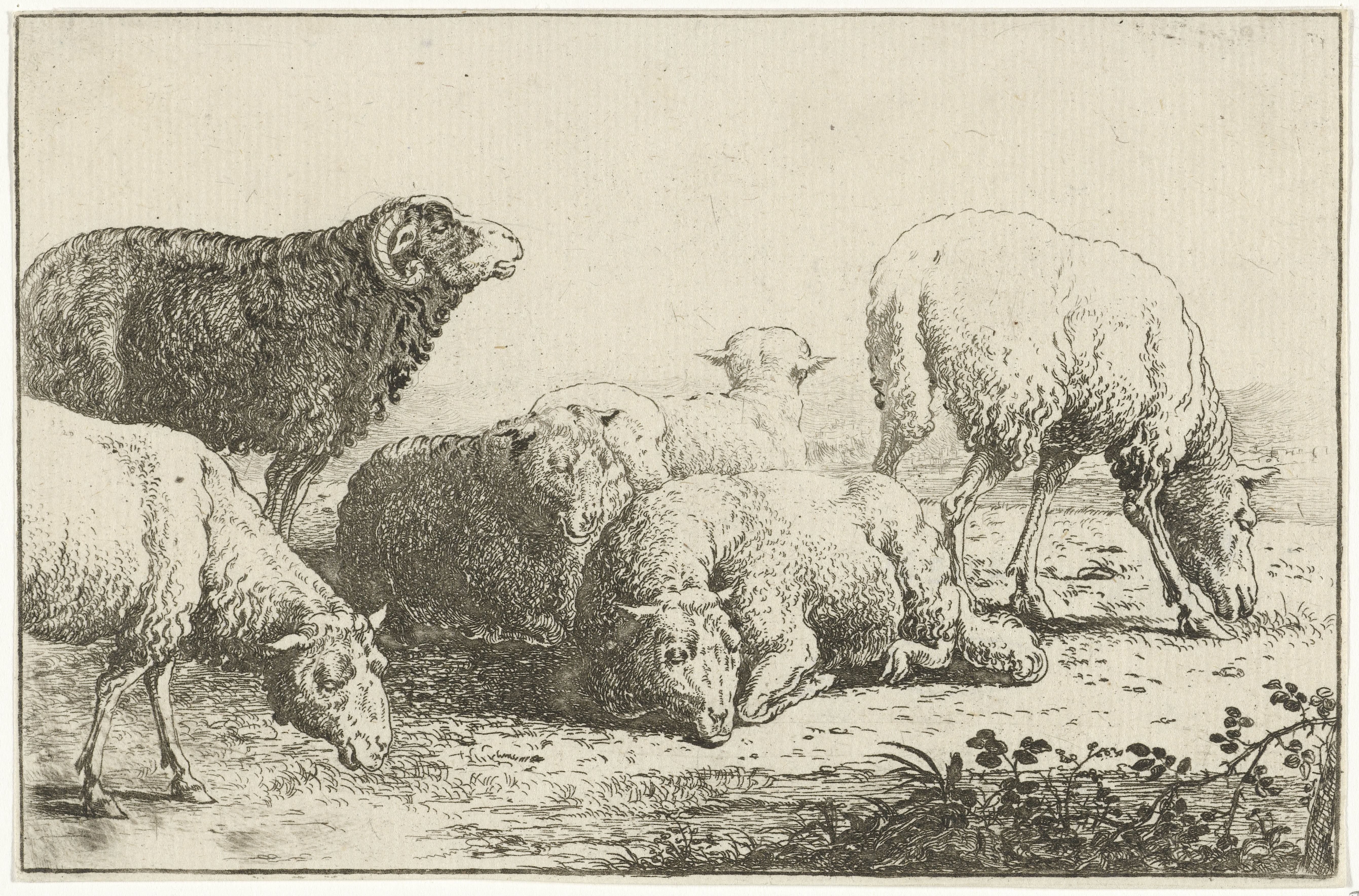 Schapen