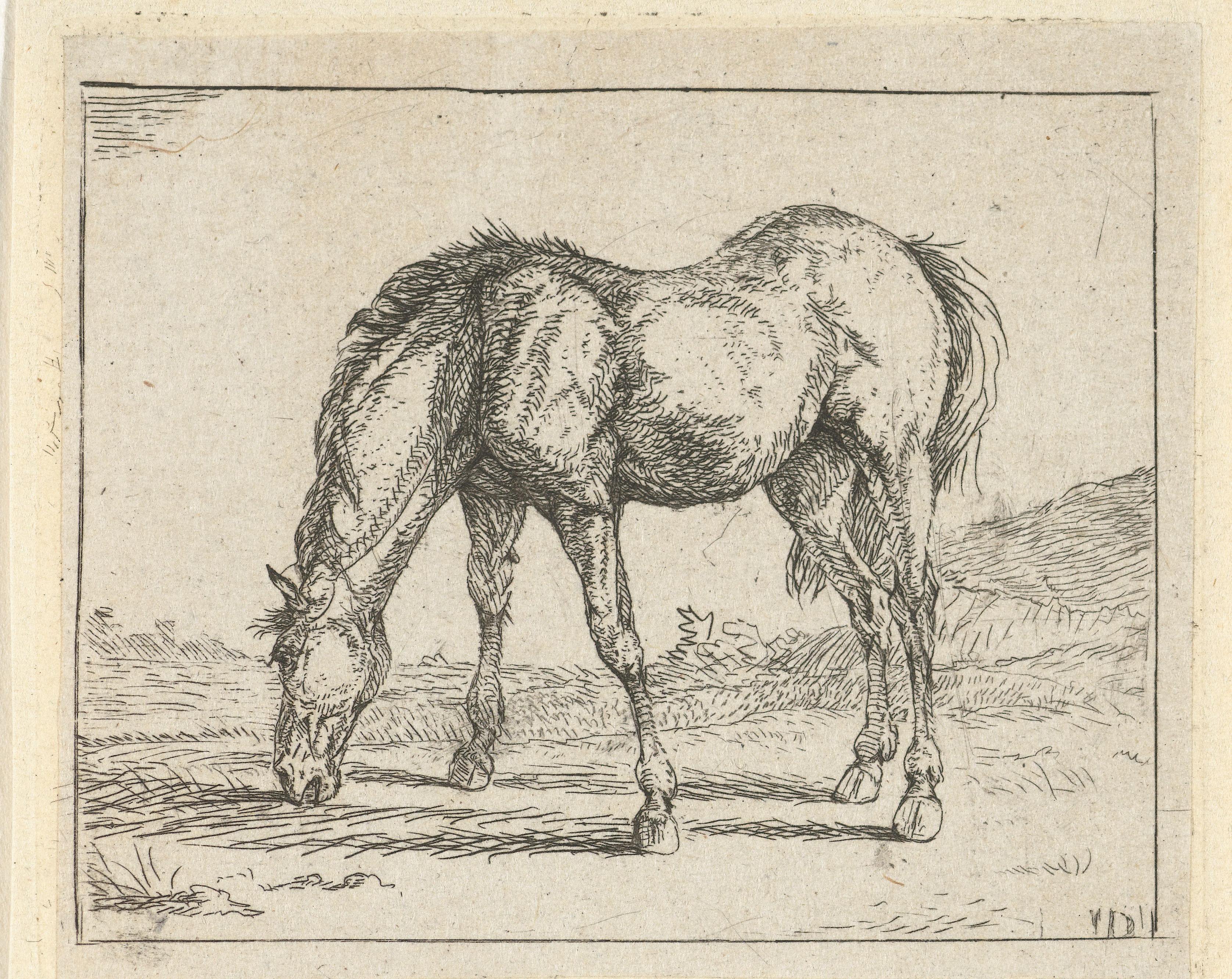 Grazend paard naar links