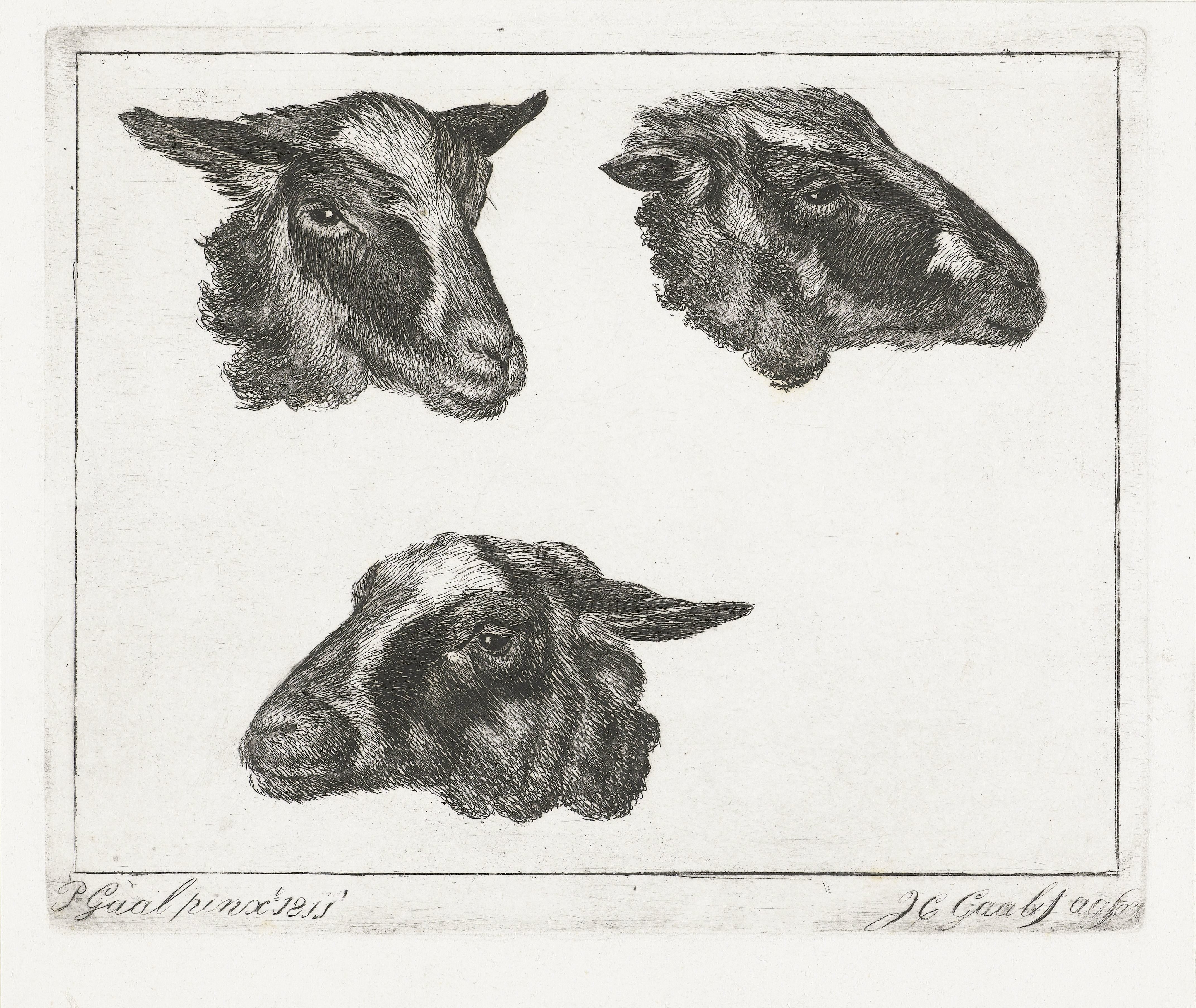 Drie geitenkoppen