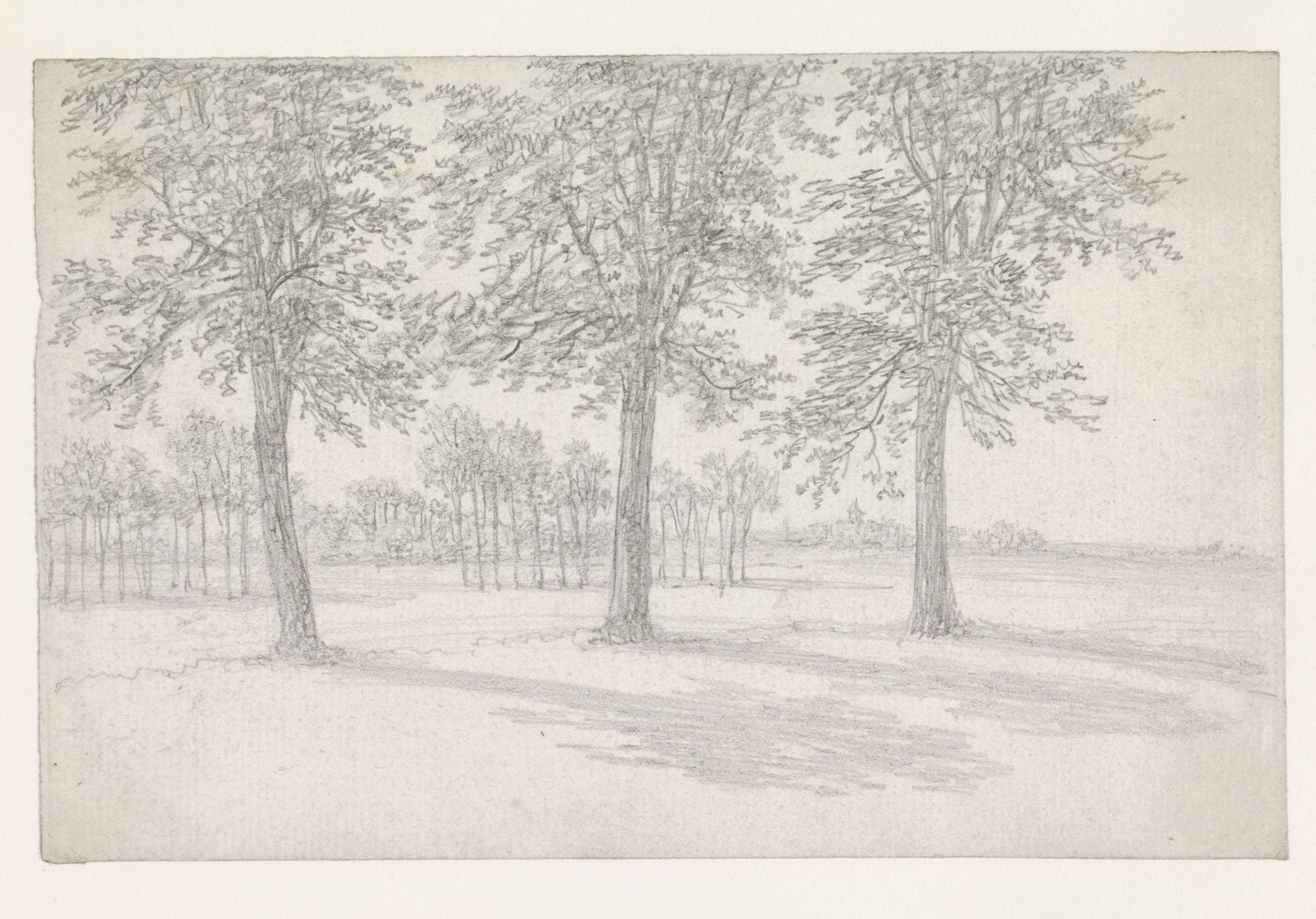 Bomen in een weiland