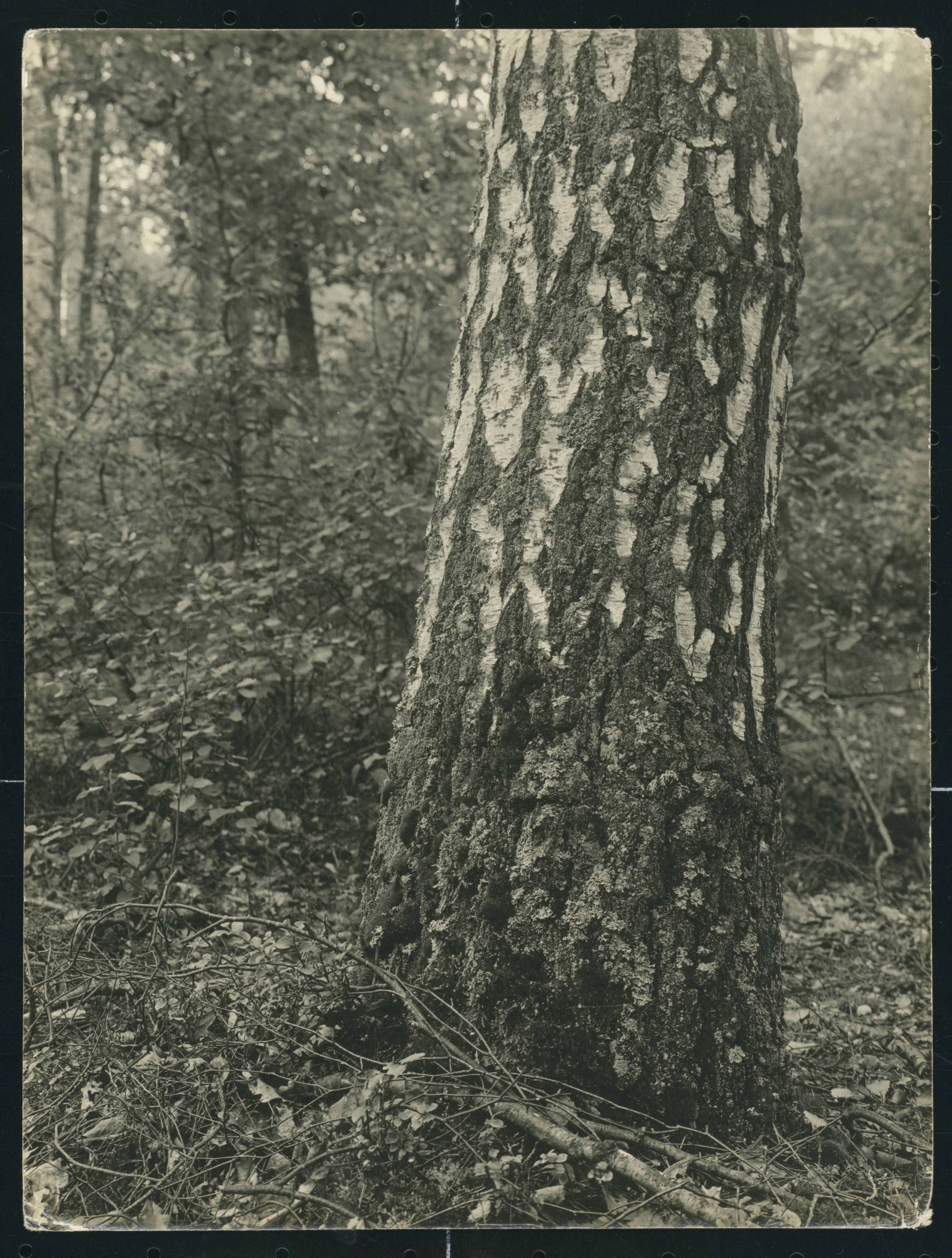 Stam van de Reuzen Berk in het Willem Anne Bos bij Voorst