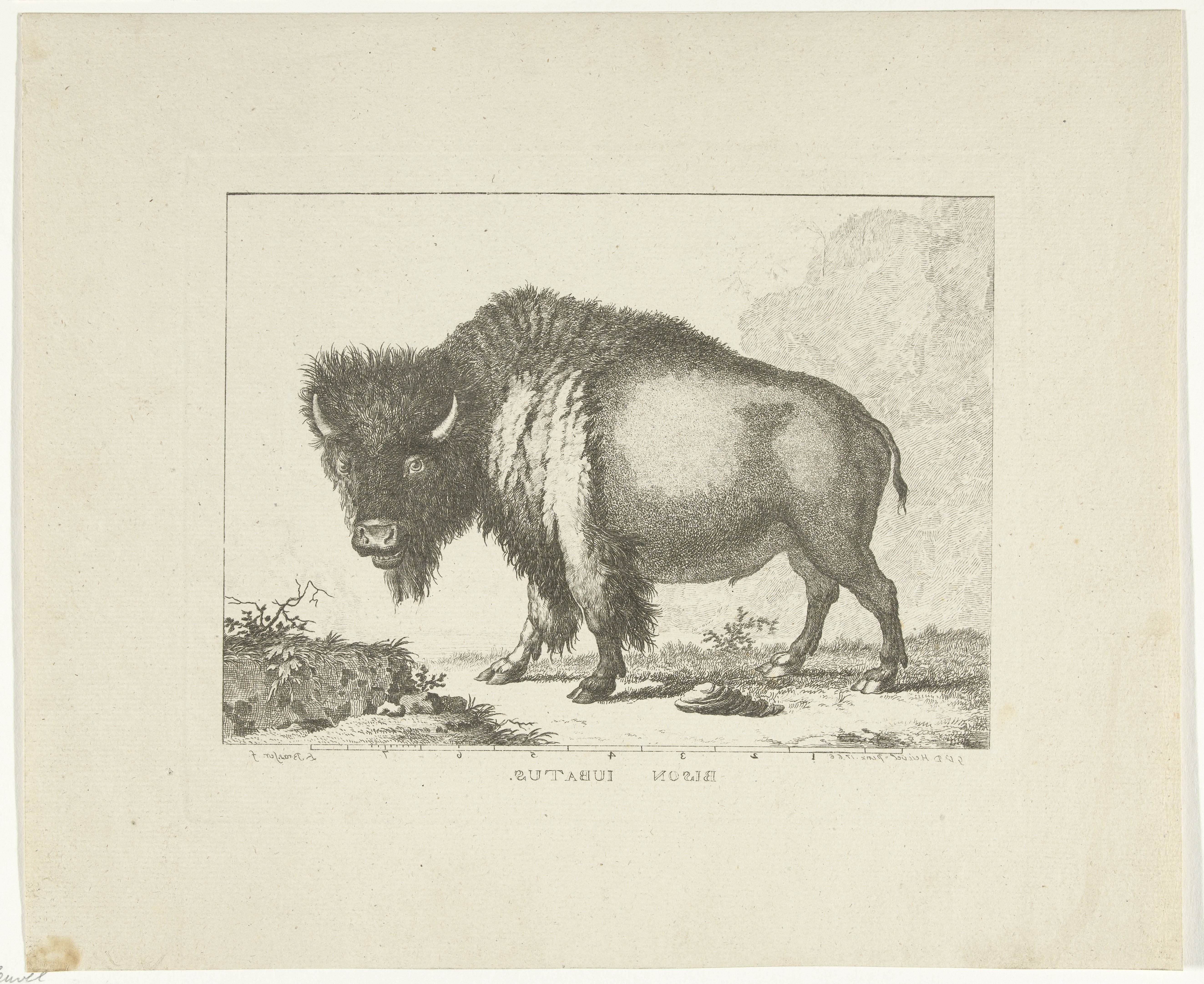 Bizon