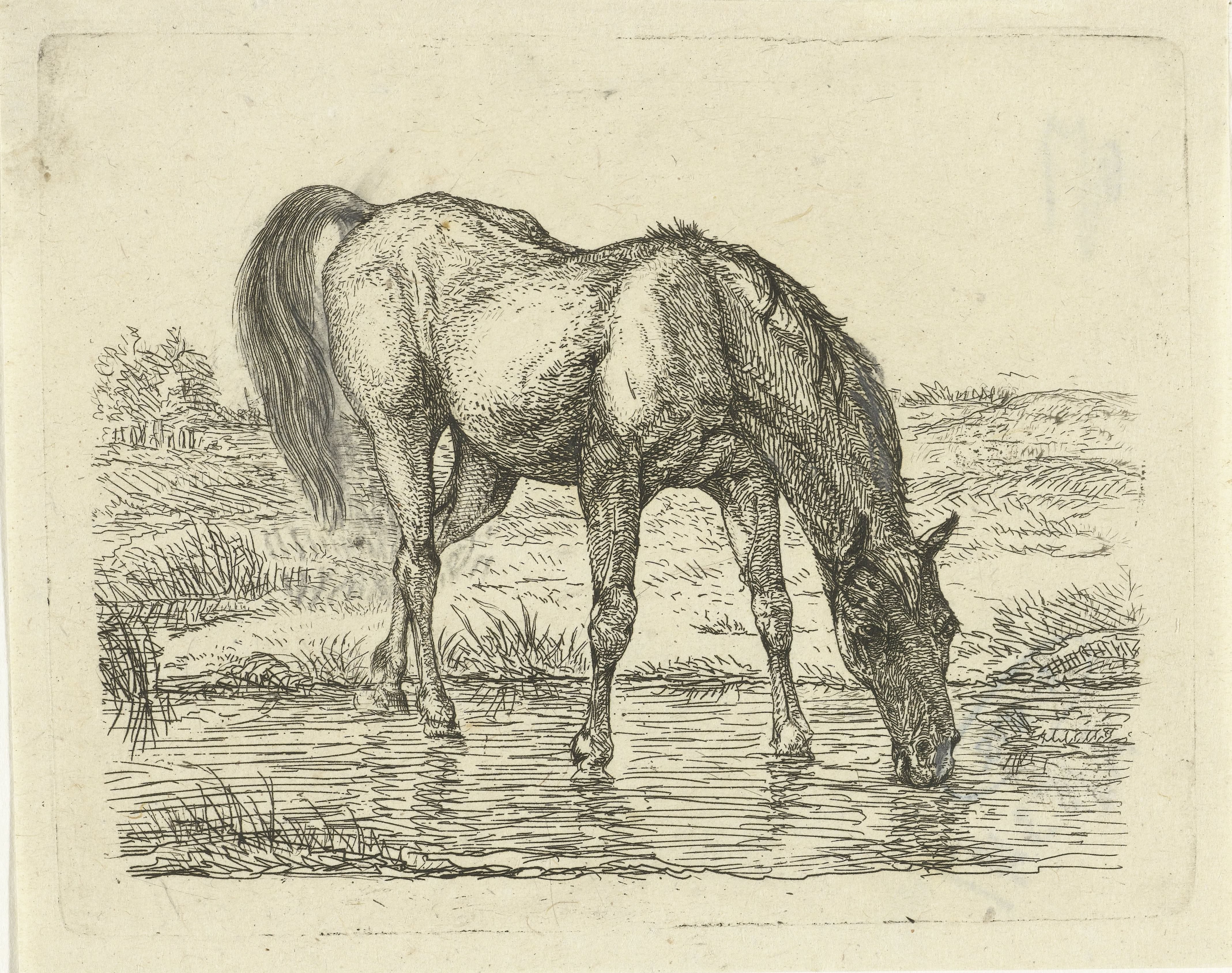 Drinkend paard