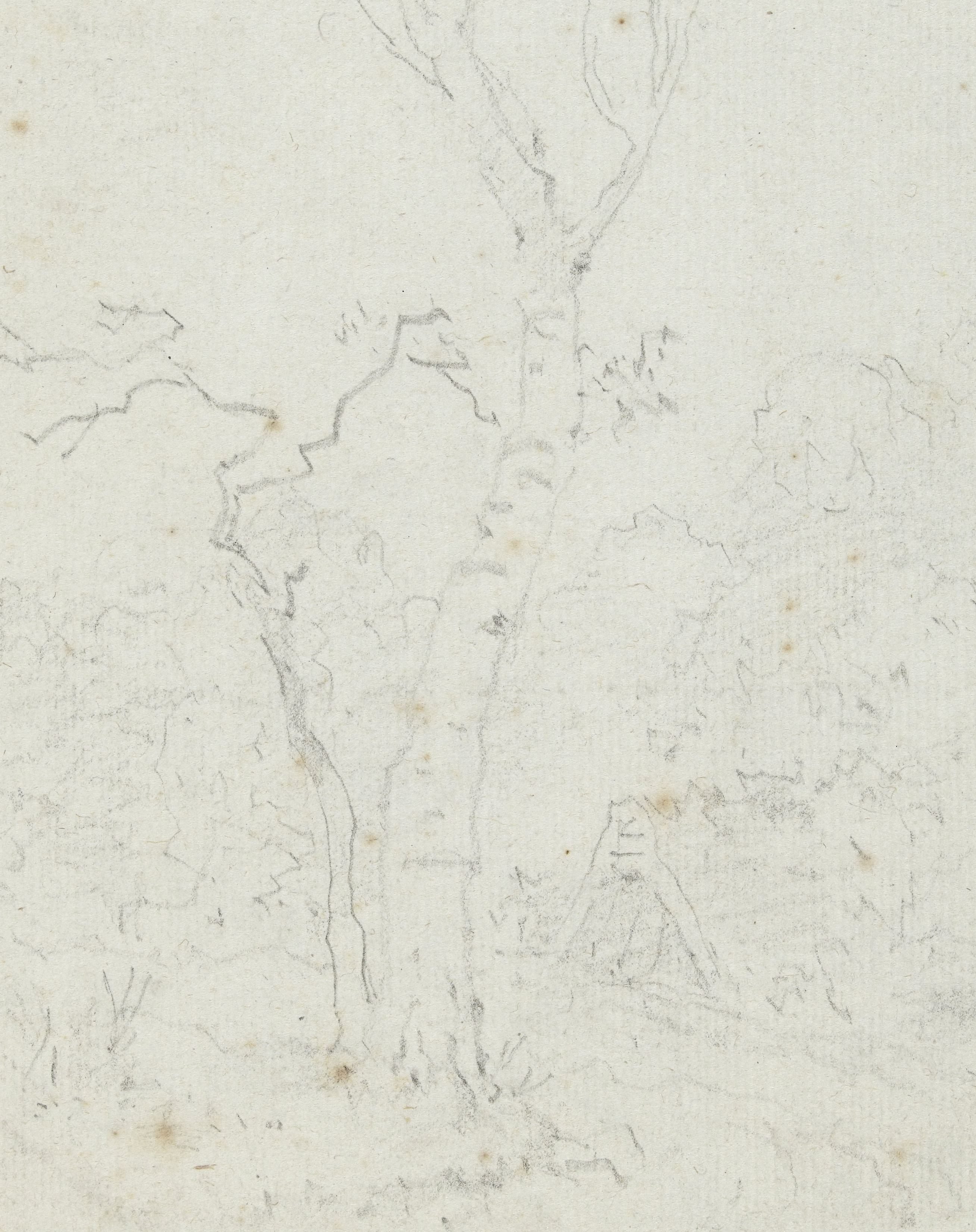 Landschap met wijdvertakte boom