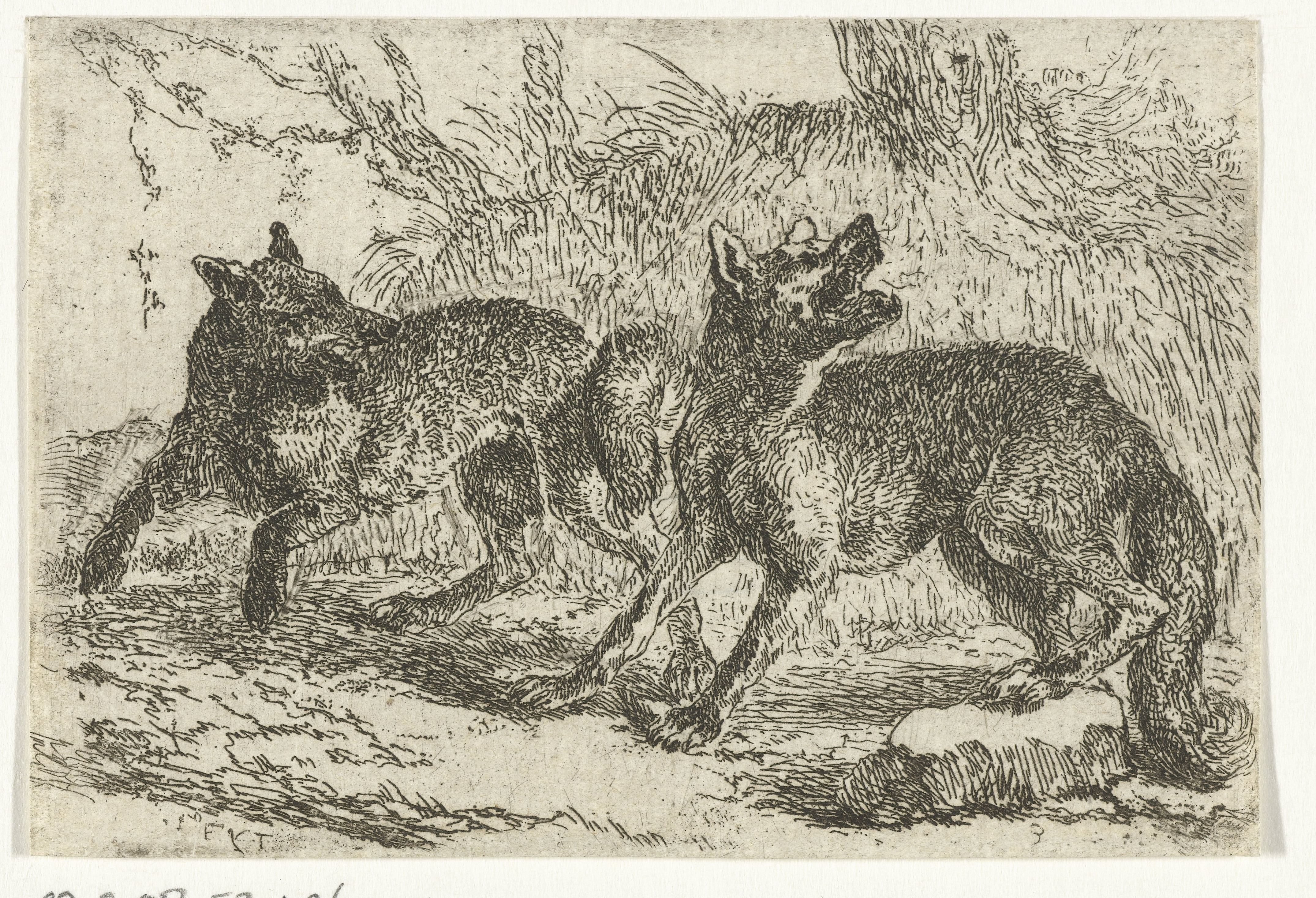 Twee wolven
