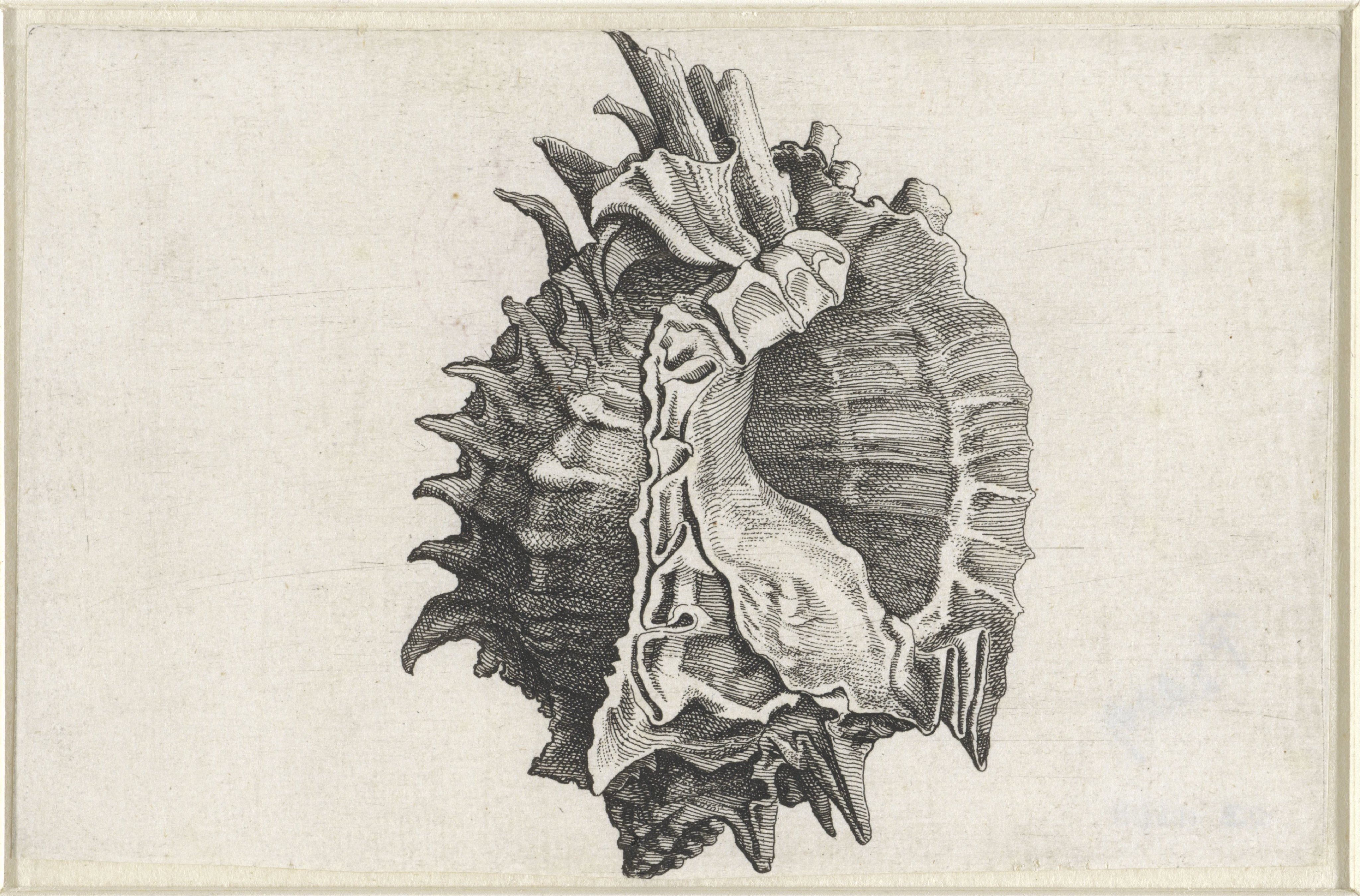 Schelp, phyllonotus erythrostomus
