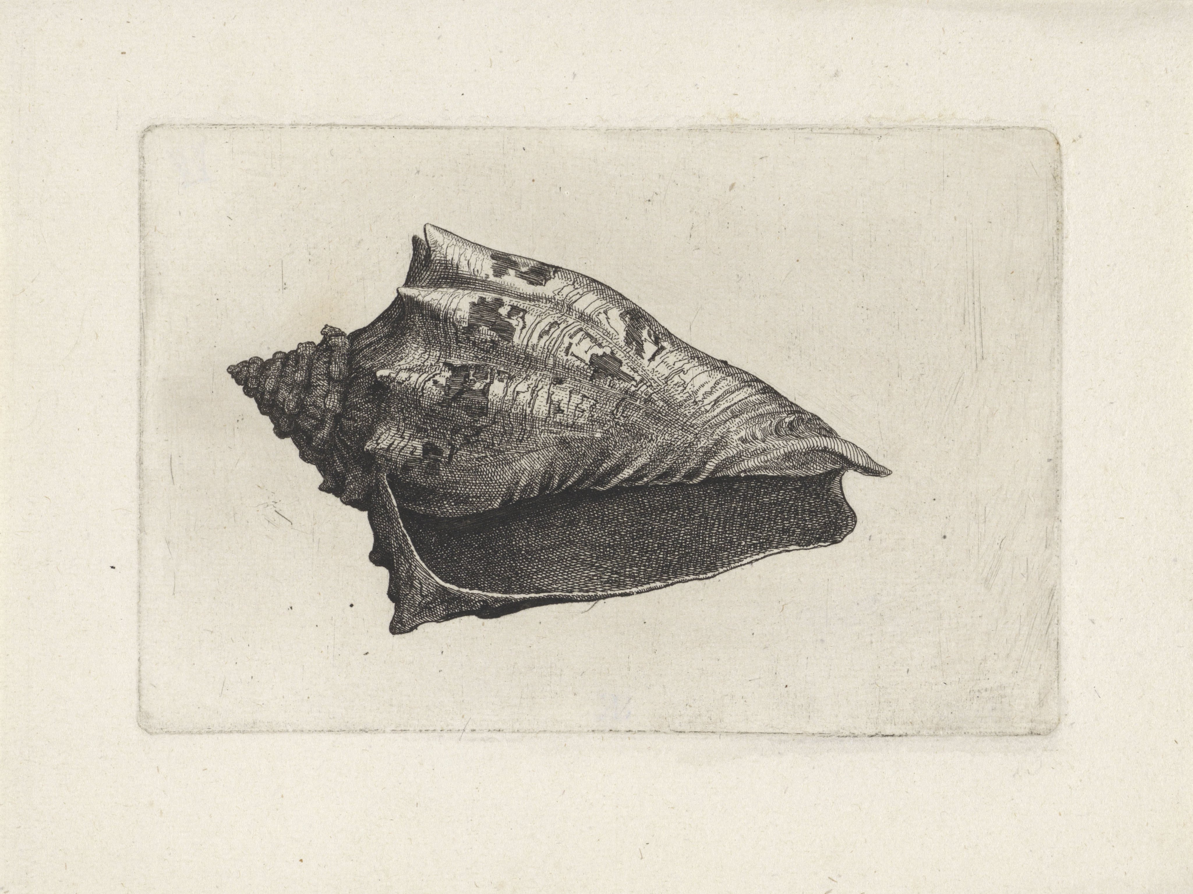 Schelp, voluta ebraea