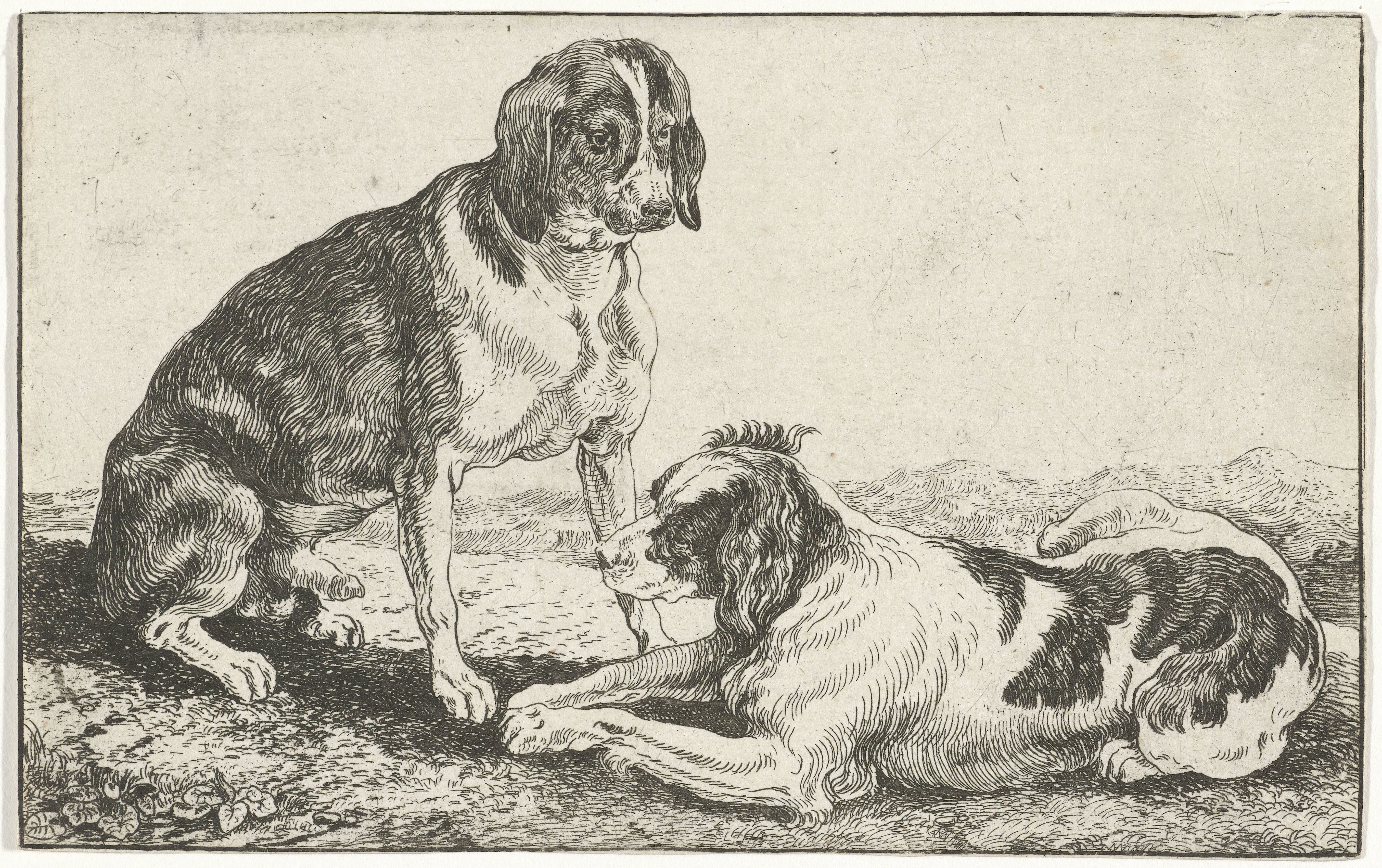 Twee rustende honden