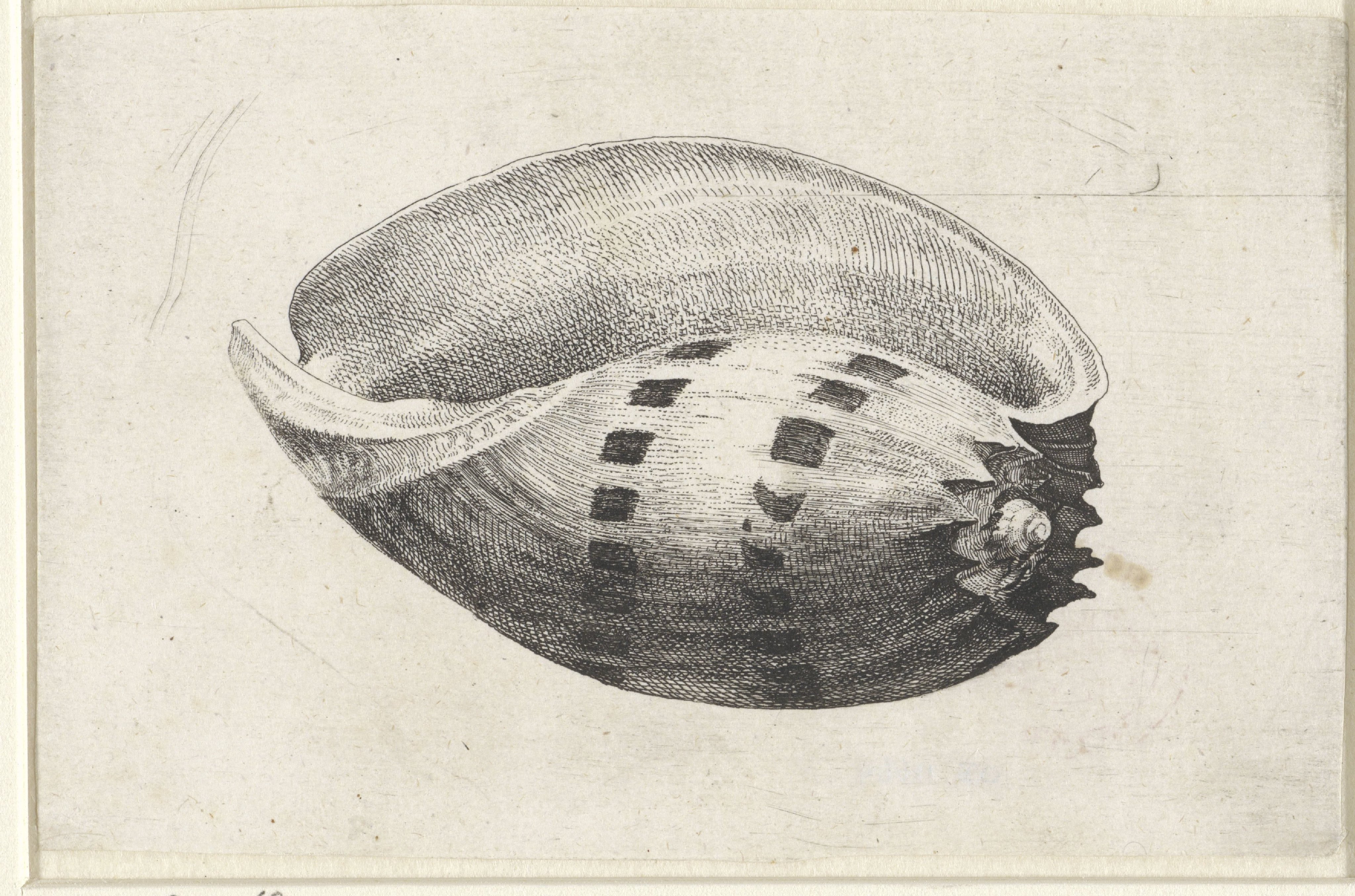 Schelp, melo amphora