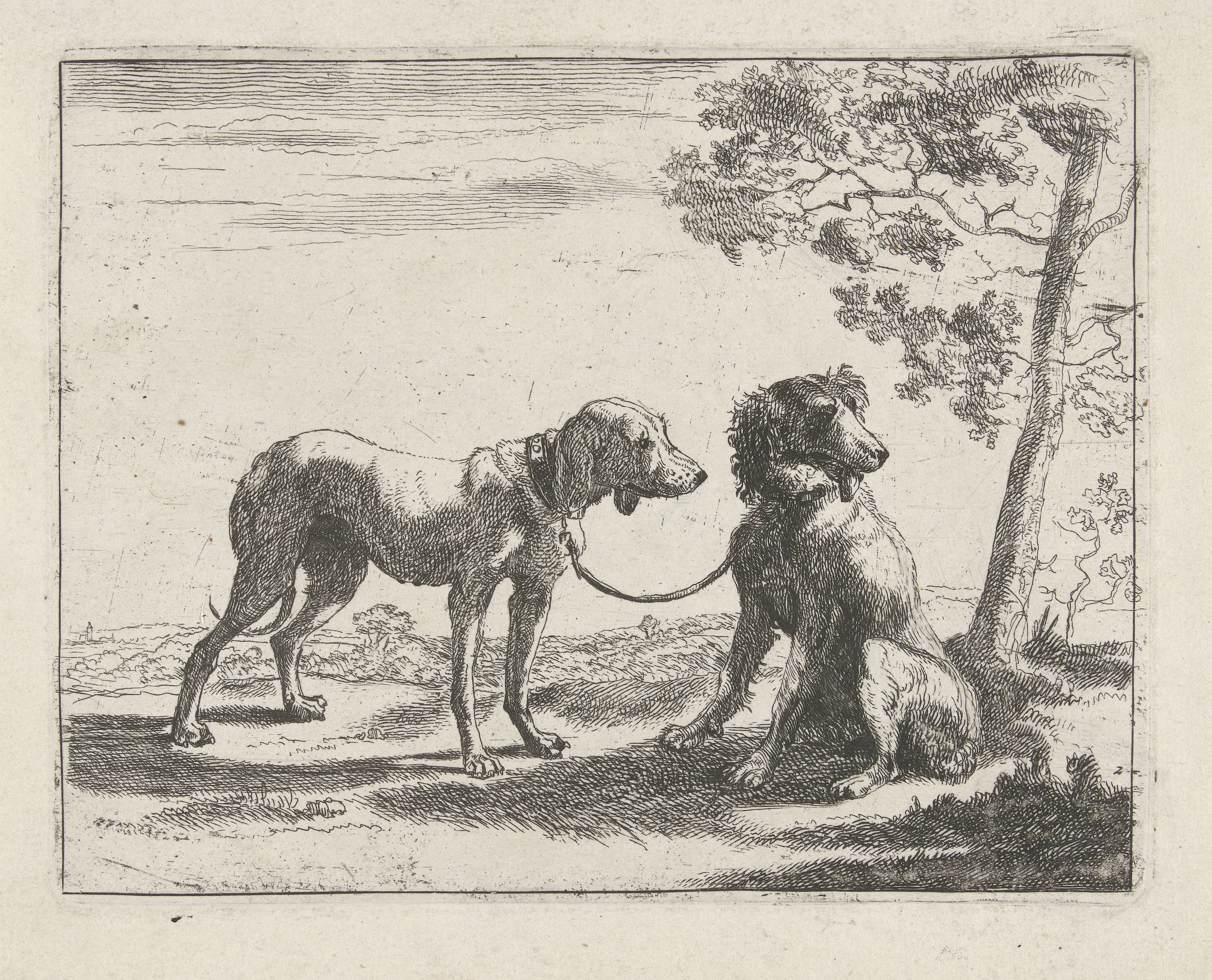 Twee honden