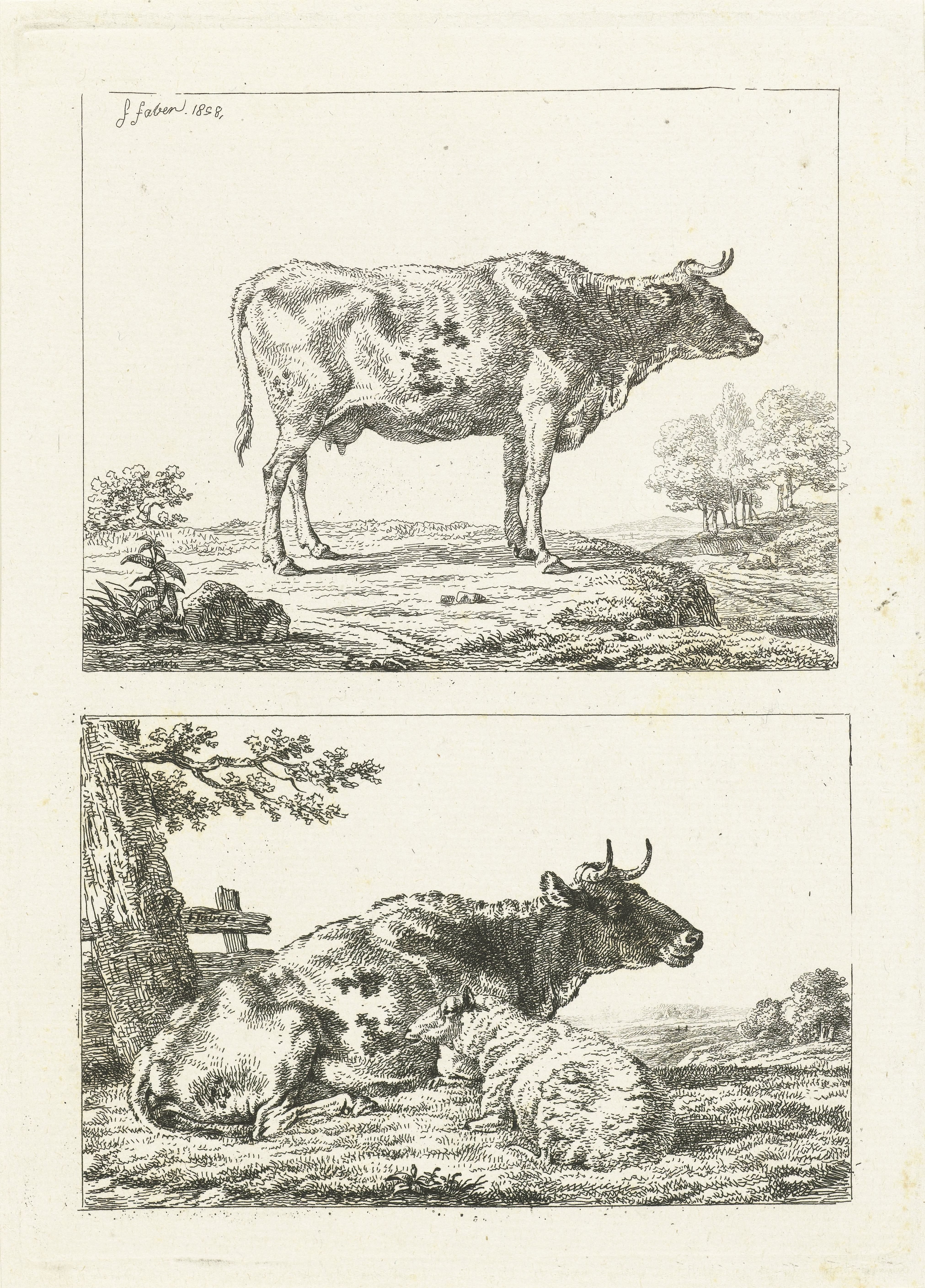 Koe en schaap