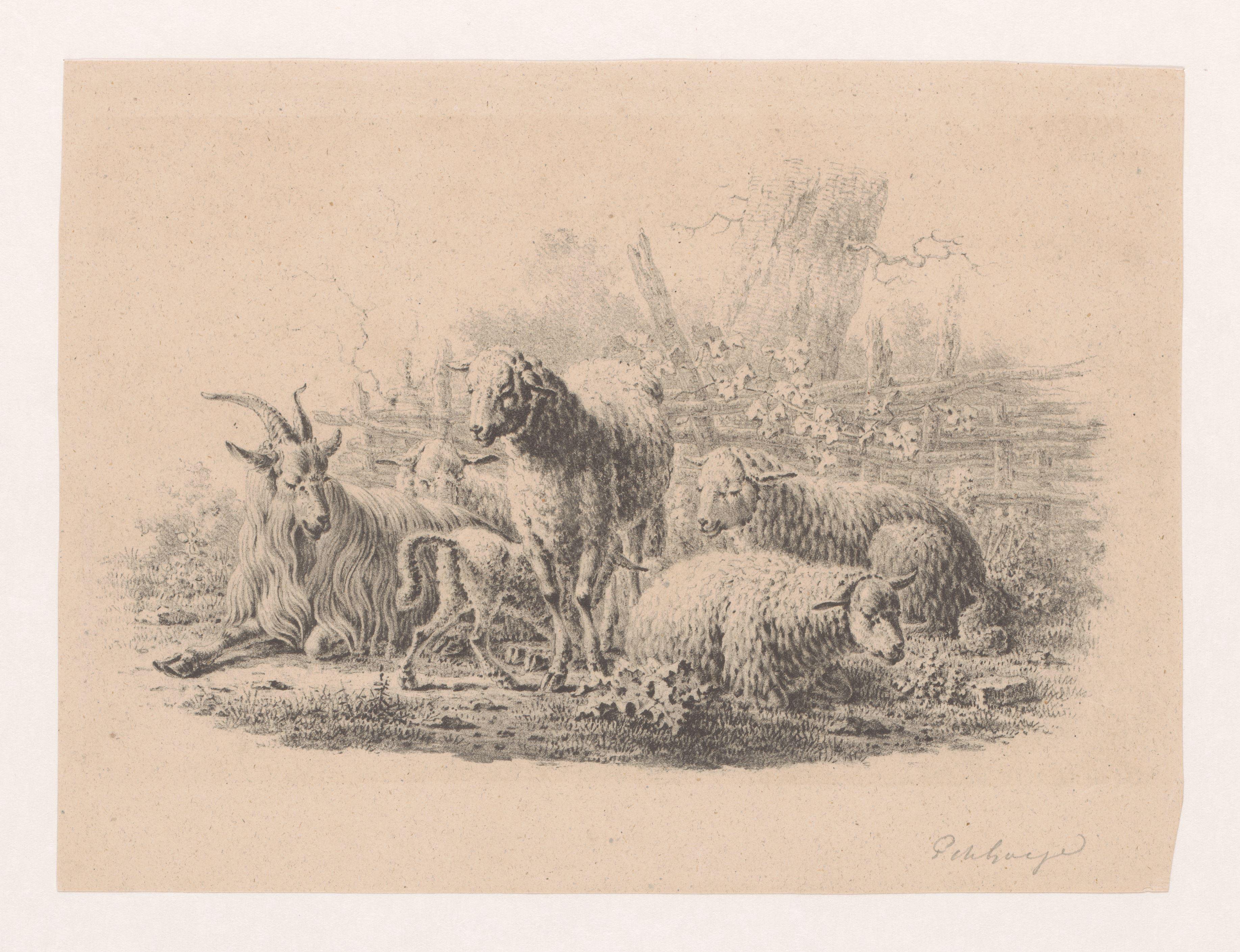 Geitenbok, vijf schapen en een lam