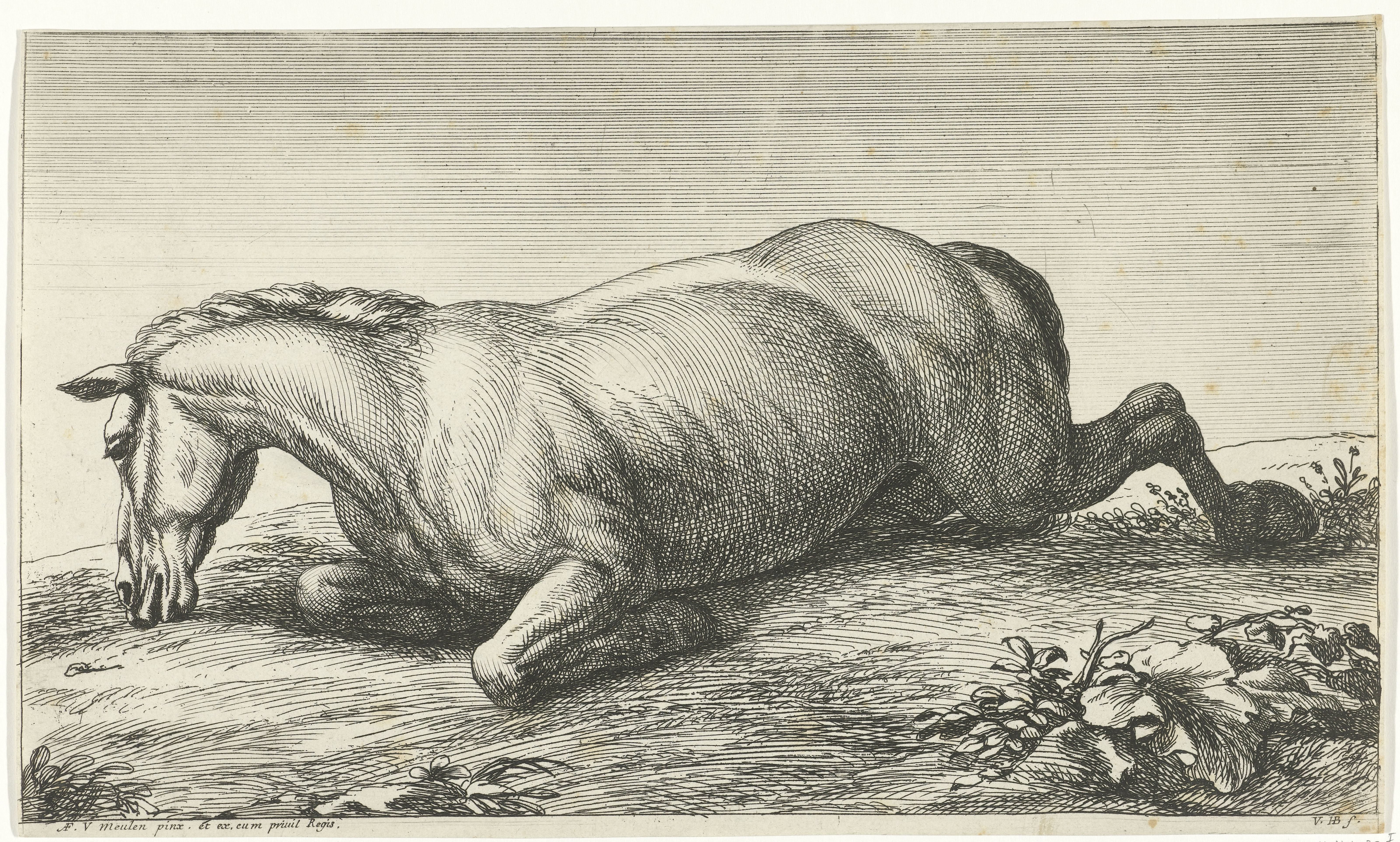 Gesneuveld paard op de buik liggend