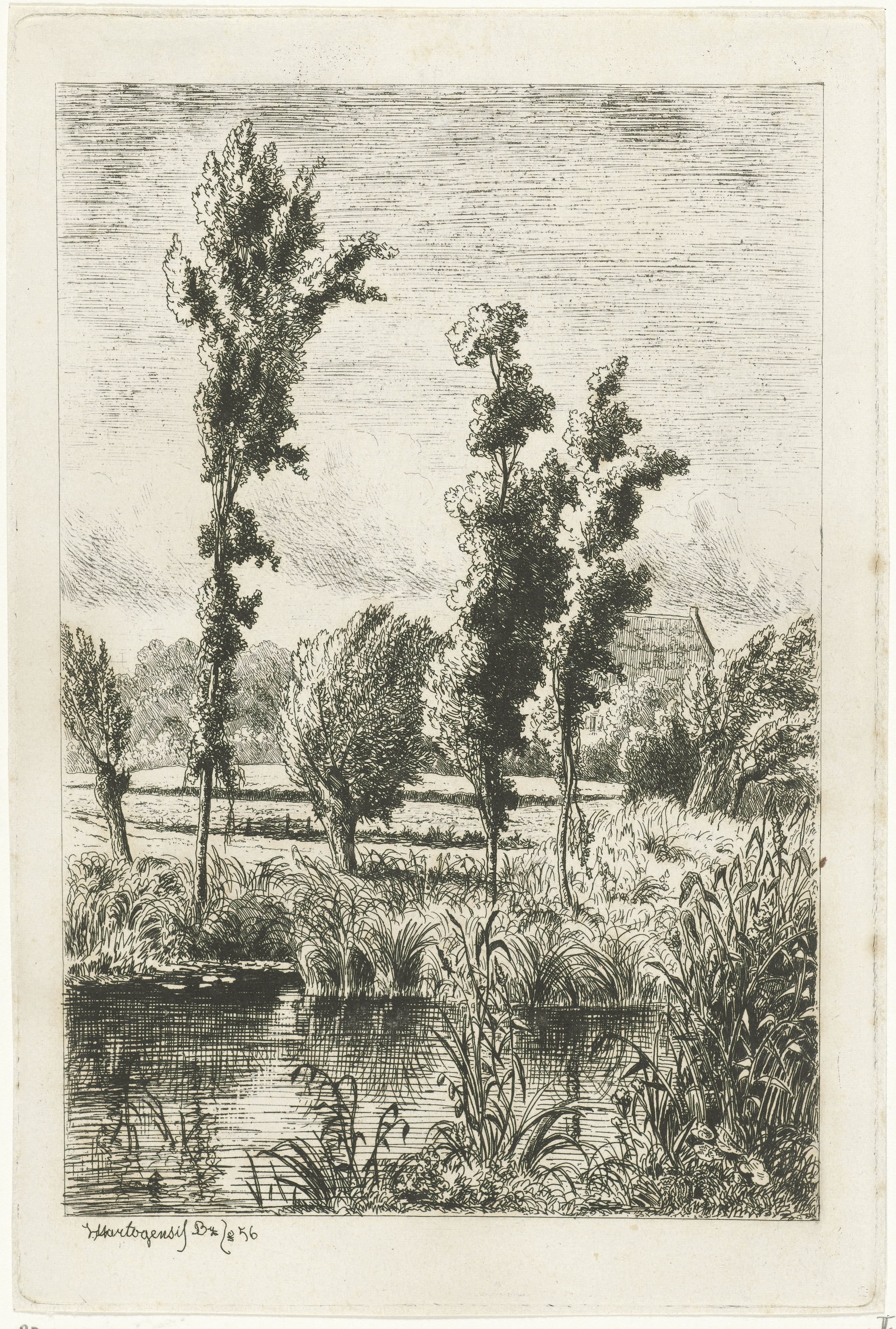 Bomen aan een sloot