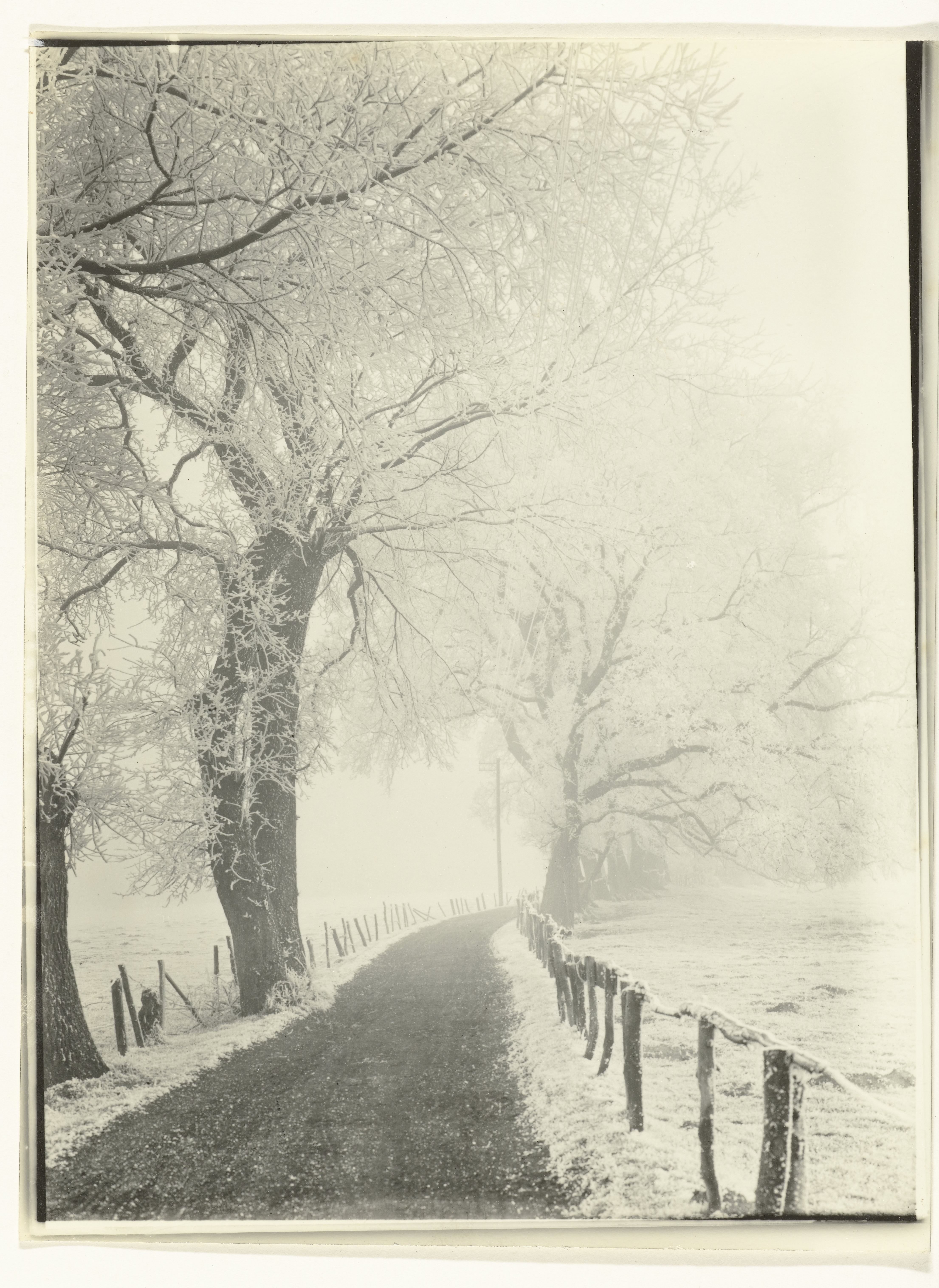 Landweg met bomen en telegraaflijnen onder de sneeuw