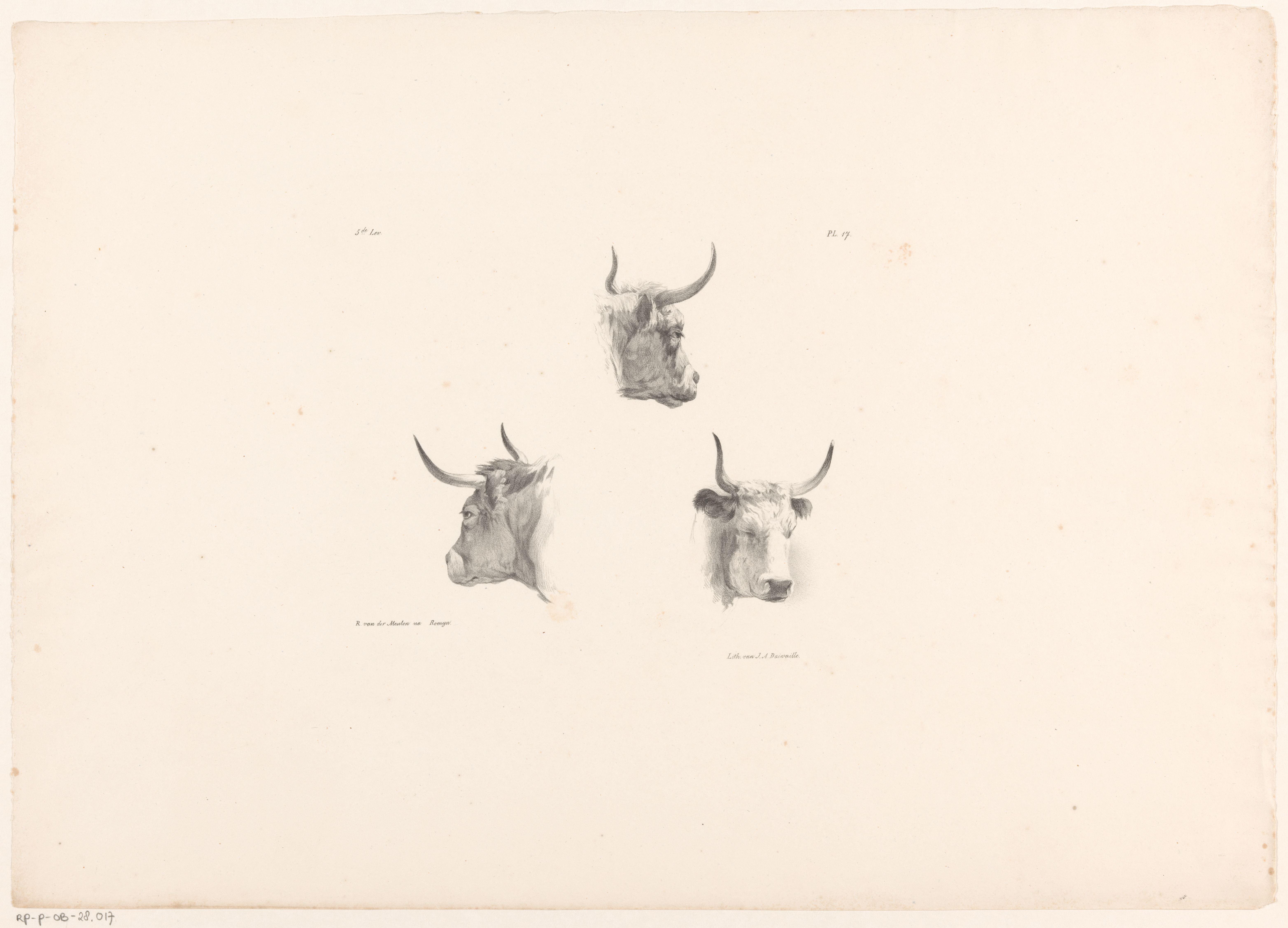 Drie ossekoppen