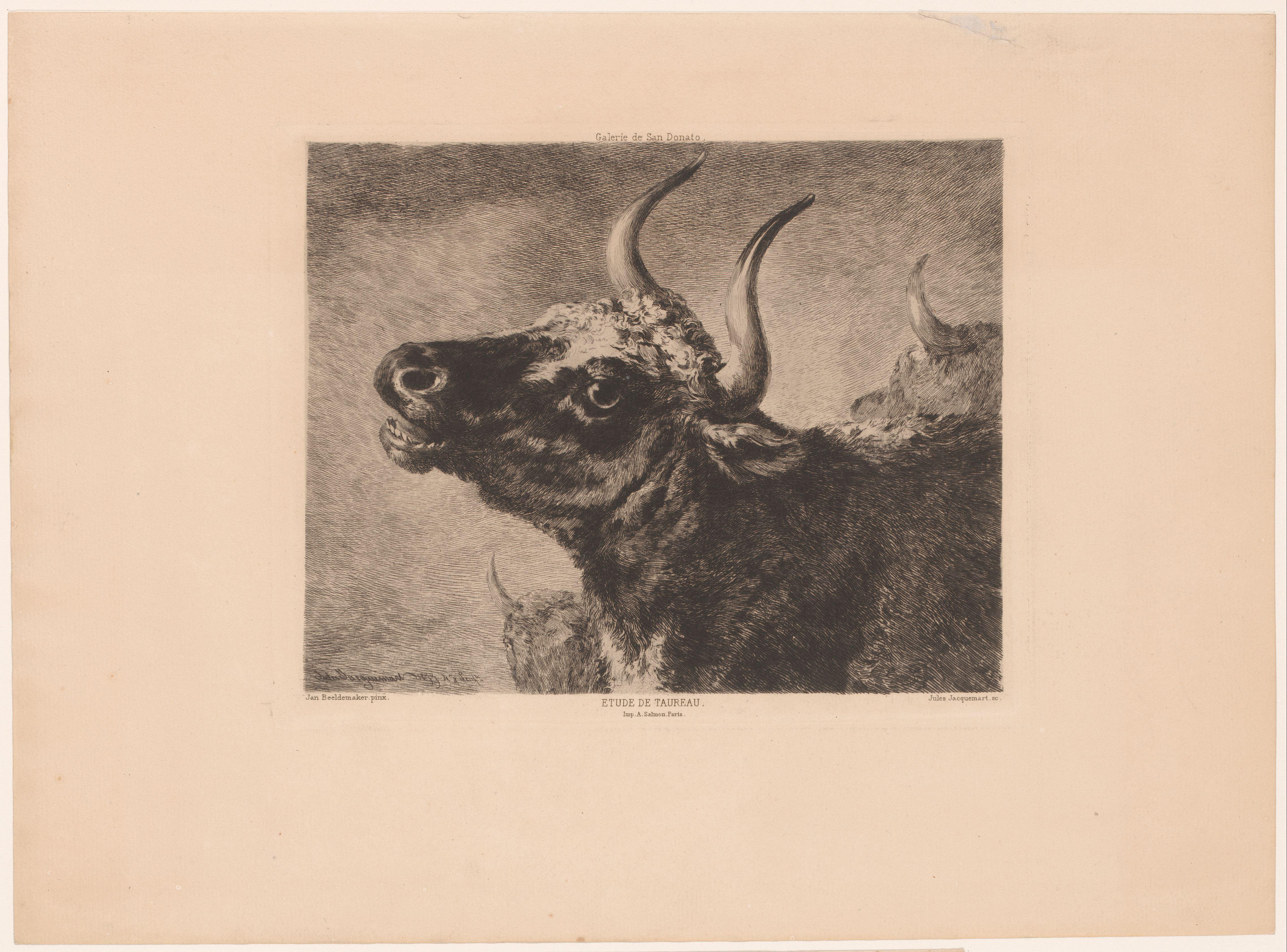 Hoofd van een stier