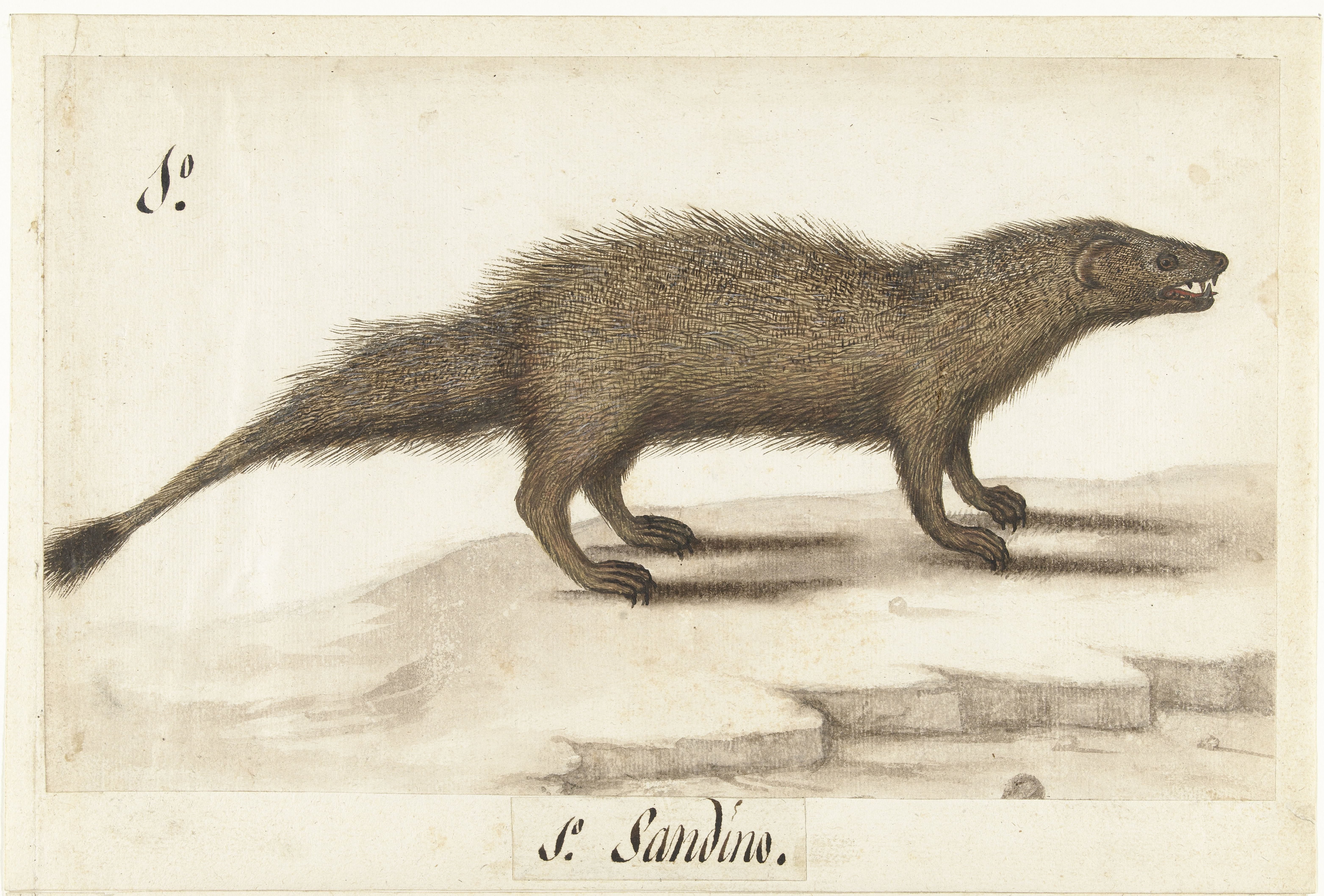 Egyptische ichneumon